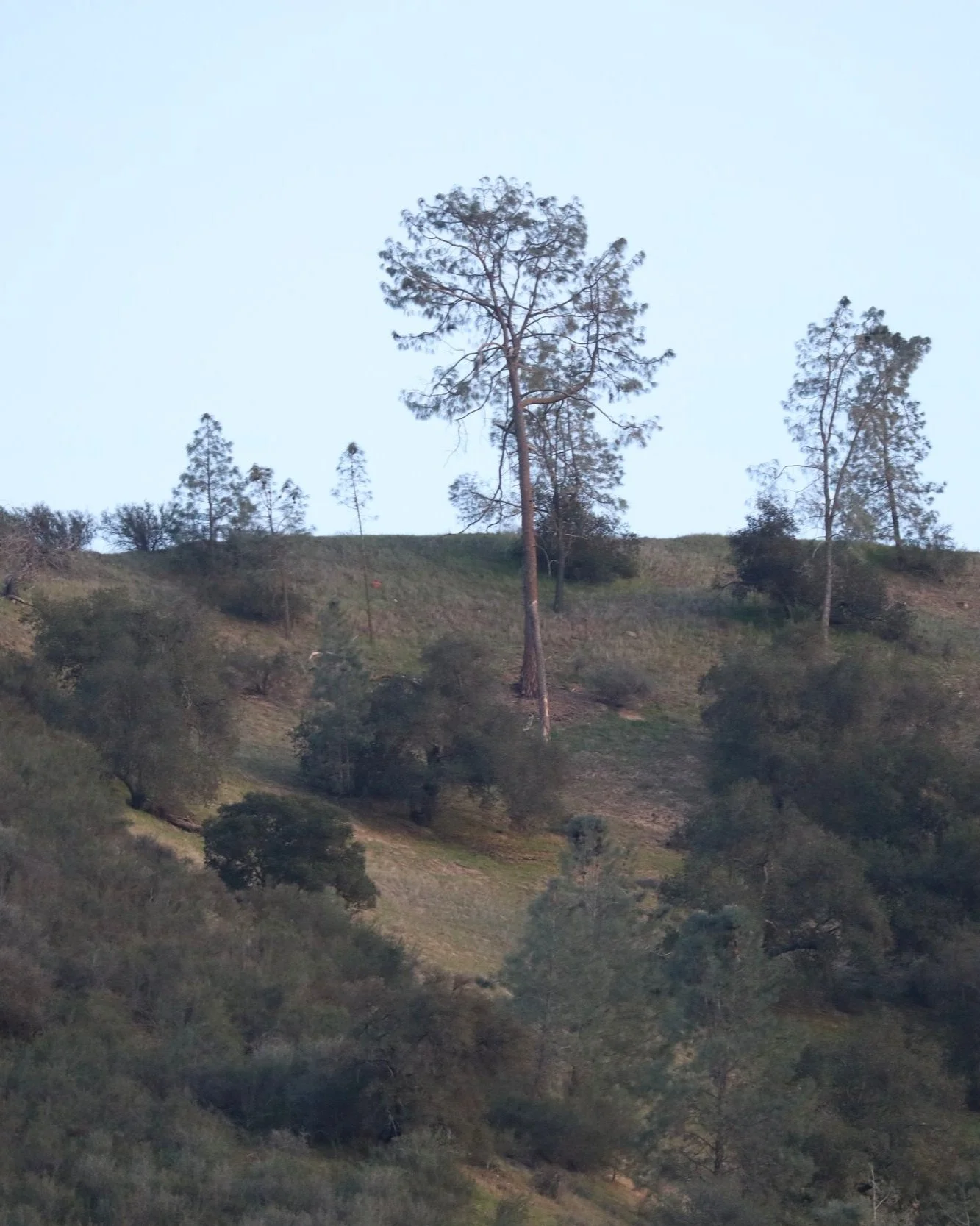 Pinnacles National Park Condors — Kingwood Birdbrains