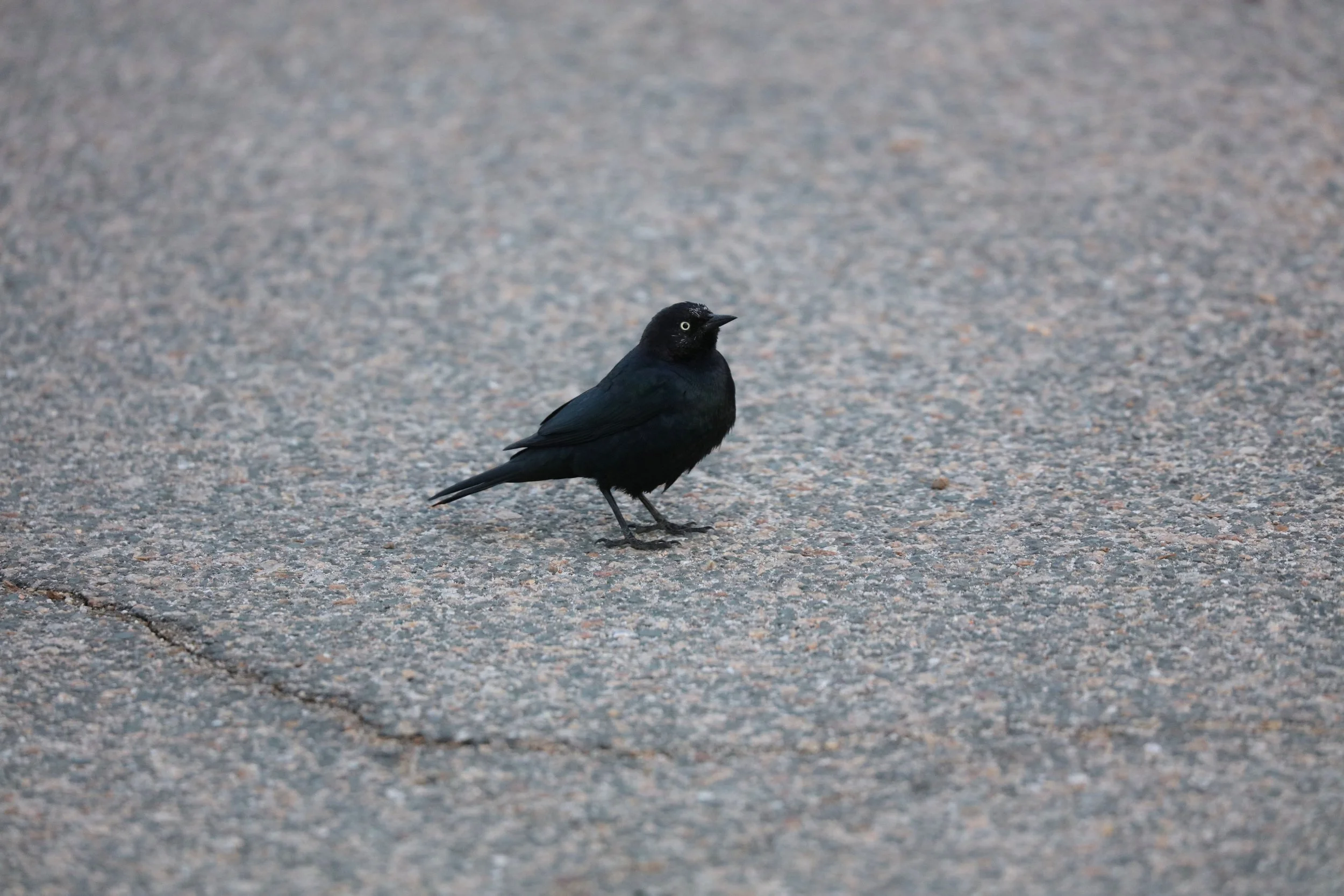 We had a tire incident the first morning. While Greg was changing the tire, this Brewer's Black Bird came to offer support.