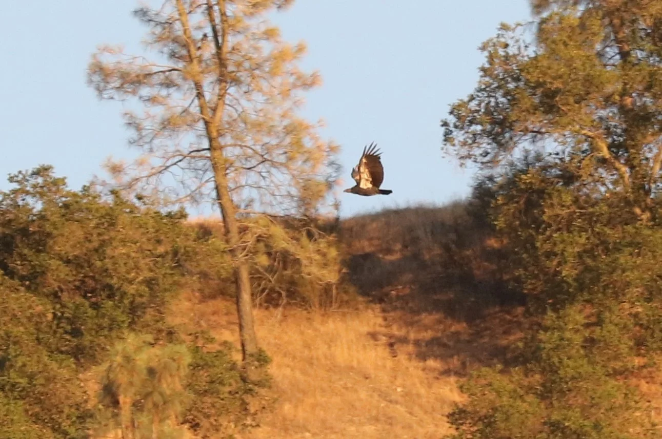 Pinnacles National Park Condors — Kingwood Birdbrains