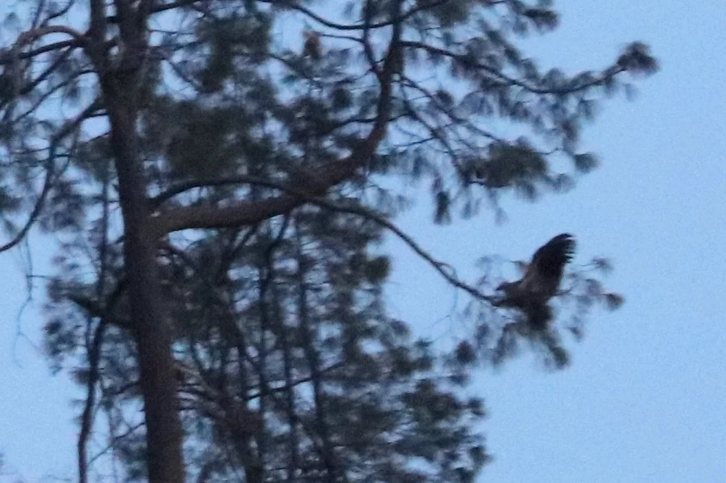 Pinnacles National Park Condors — Kingwood Birdbrains