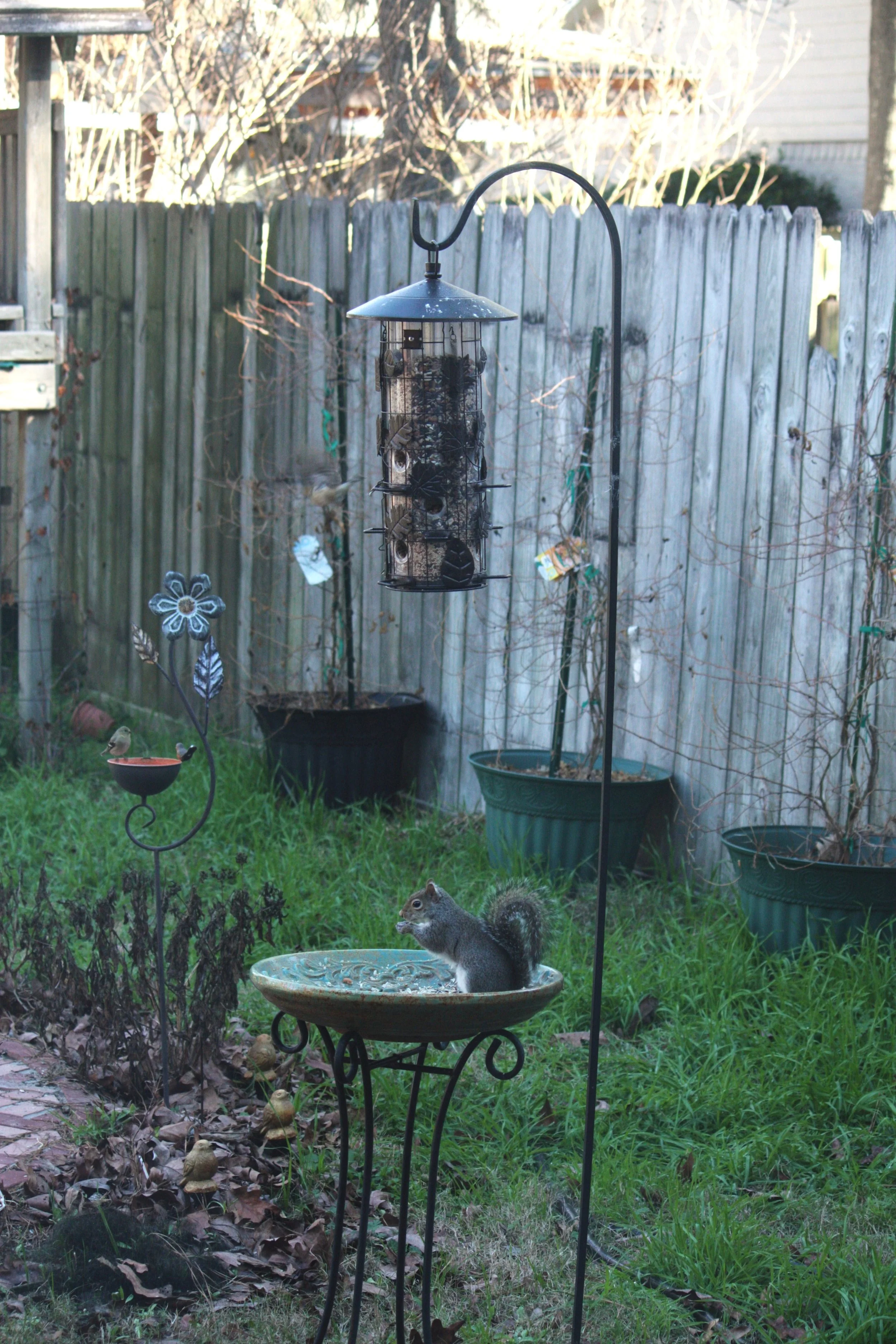 Backyard Bird Habitats Kingwood Birdbrains