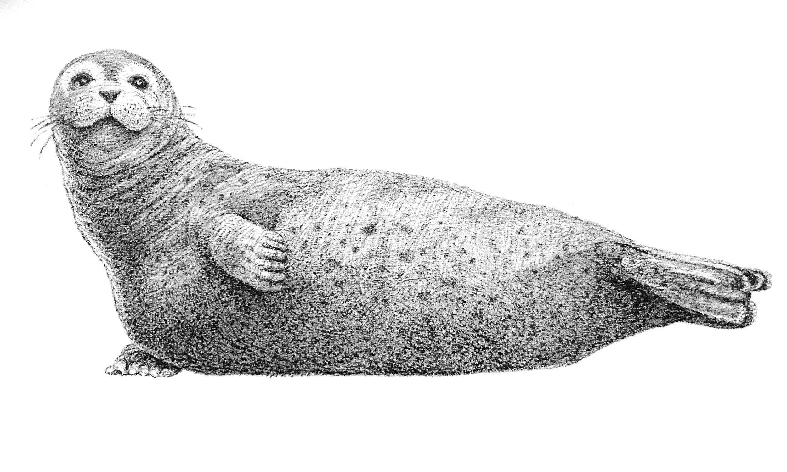 Seal copy.jpg