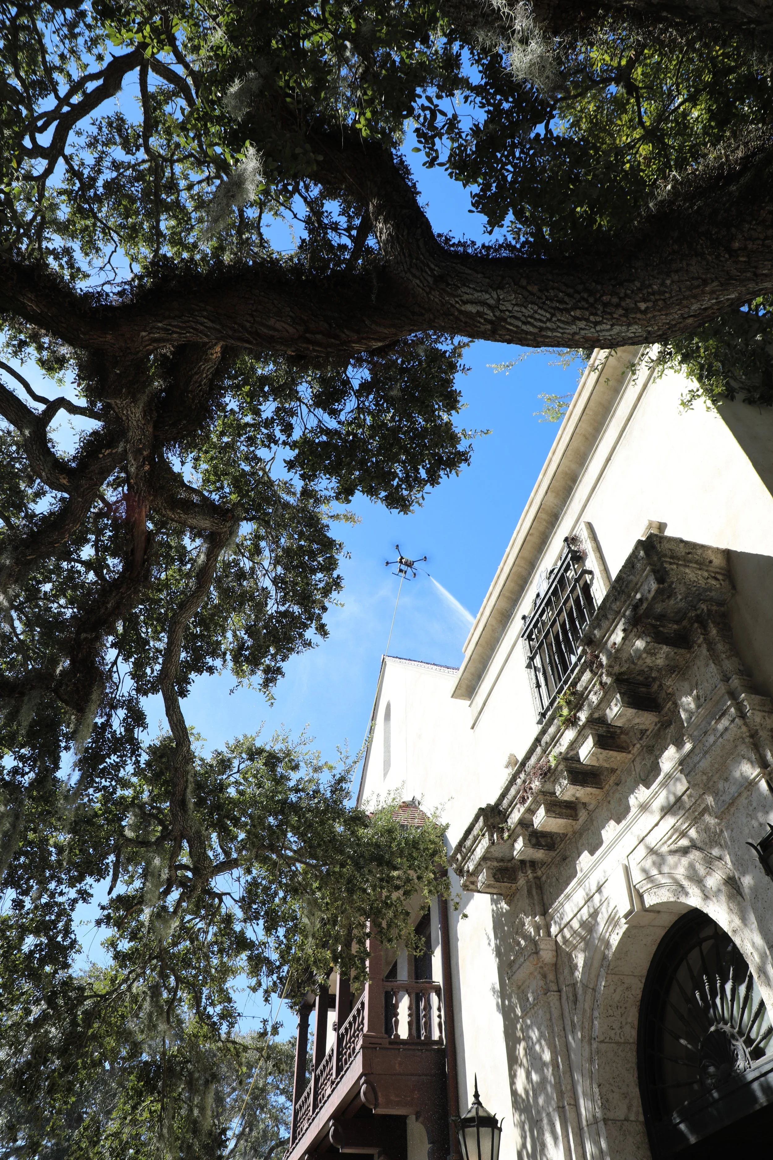 Apellix Roof Cleaning Tree Shot.JPG