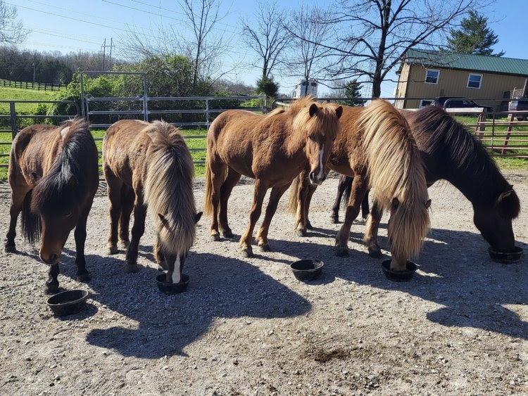So You Want To Import An Icelandic Horse?