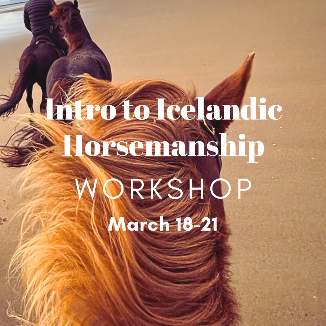 Intro to Icelandic Horsemanship Workshop