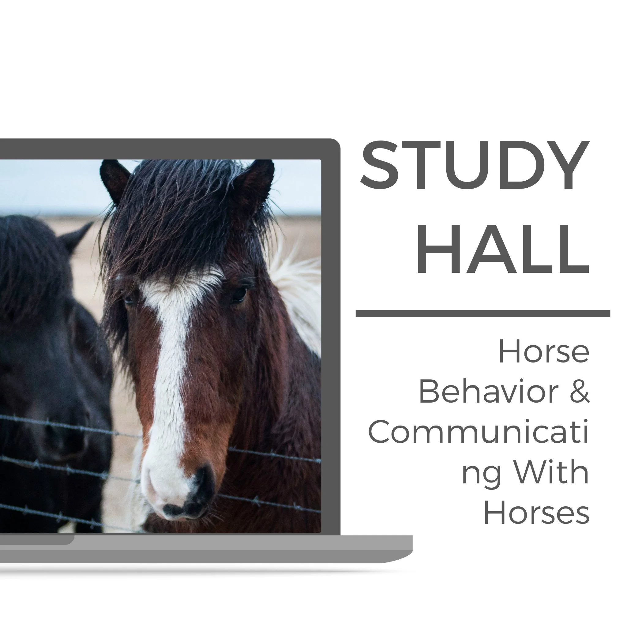 Knapamerki study hall #2: Horse Behavior + Communicating with Horses