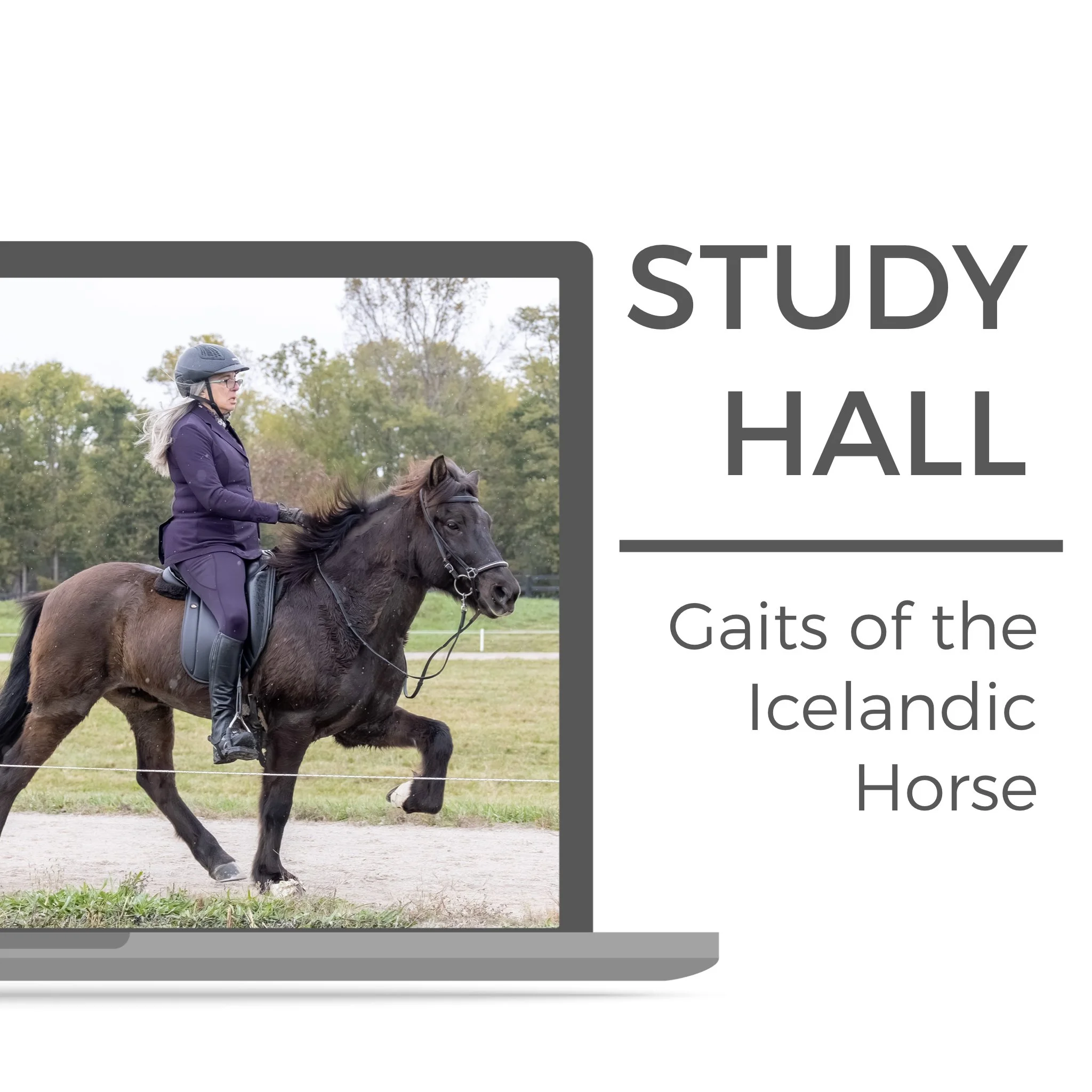 Knapamerki study hall #3: Gaits of the Icelandic horse