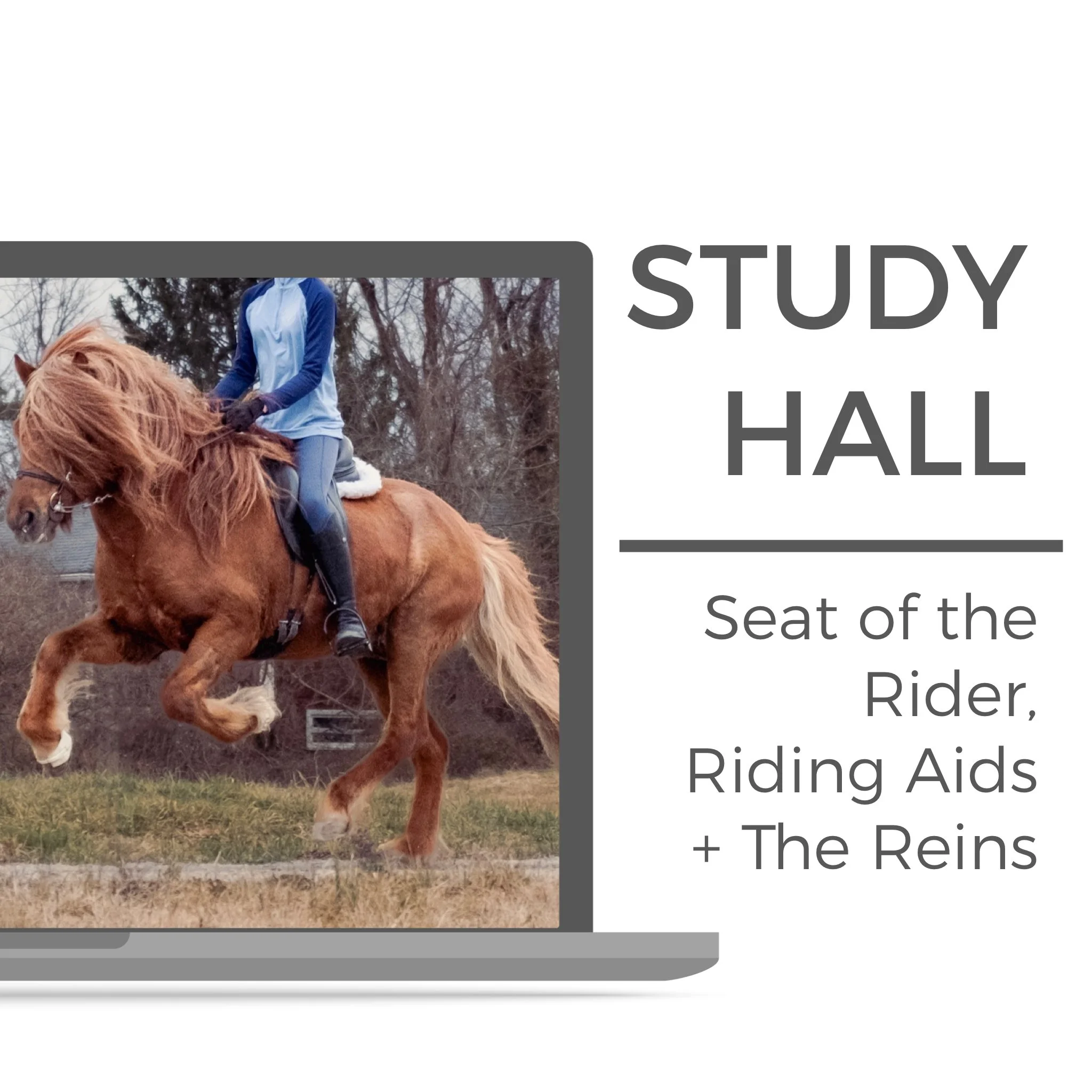 Knapamerki study hall #4: Seat of the Rider, Riding Aids + The Reins