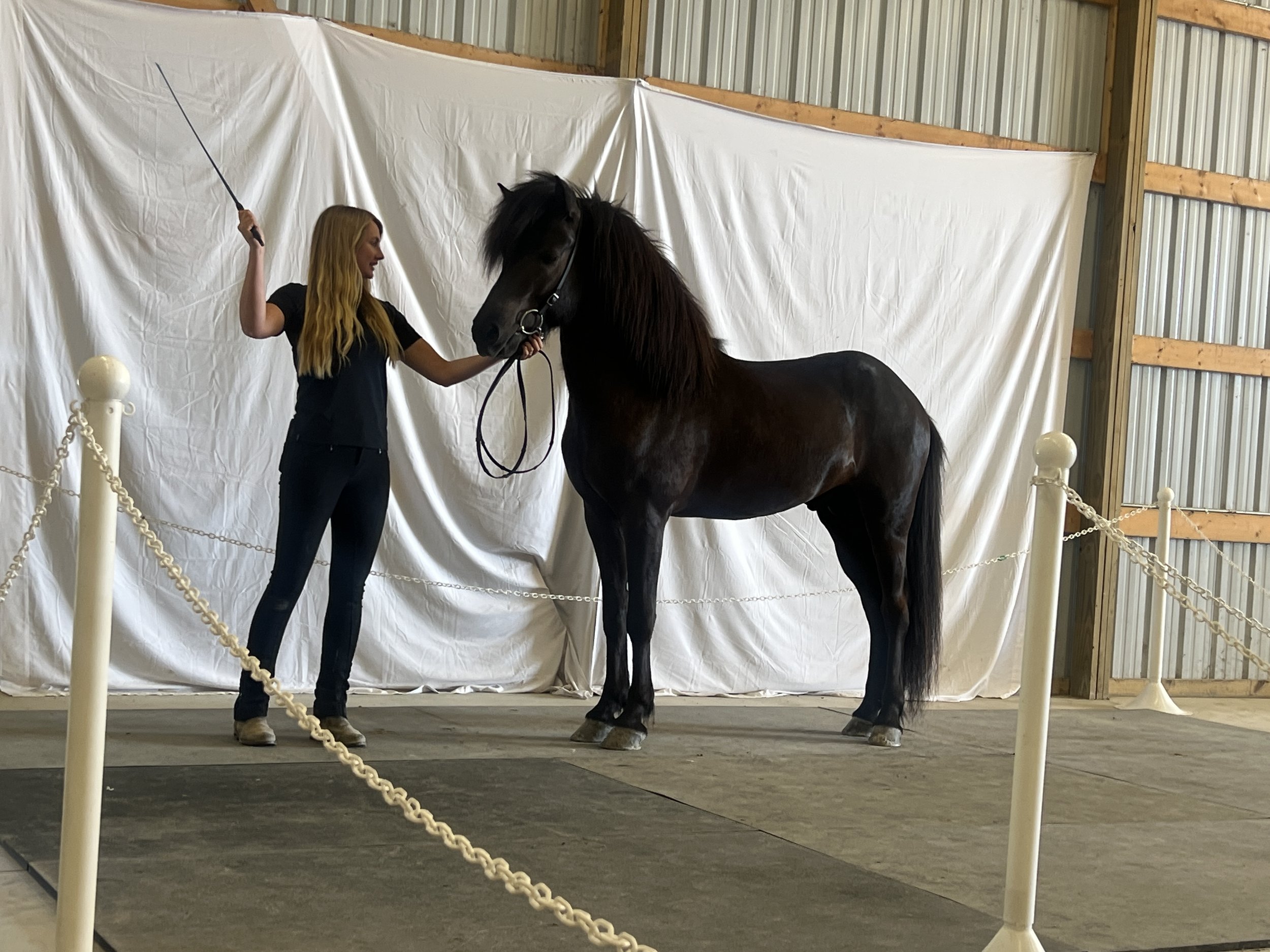 Breeding Assessments, Gæðingakeppni, & Sport Show at Harmony Icelandics