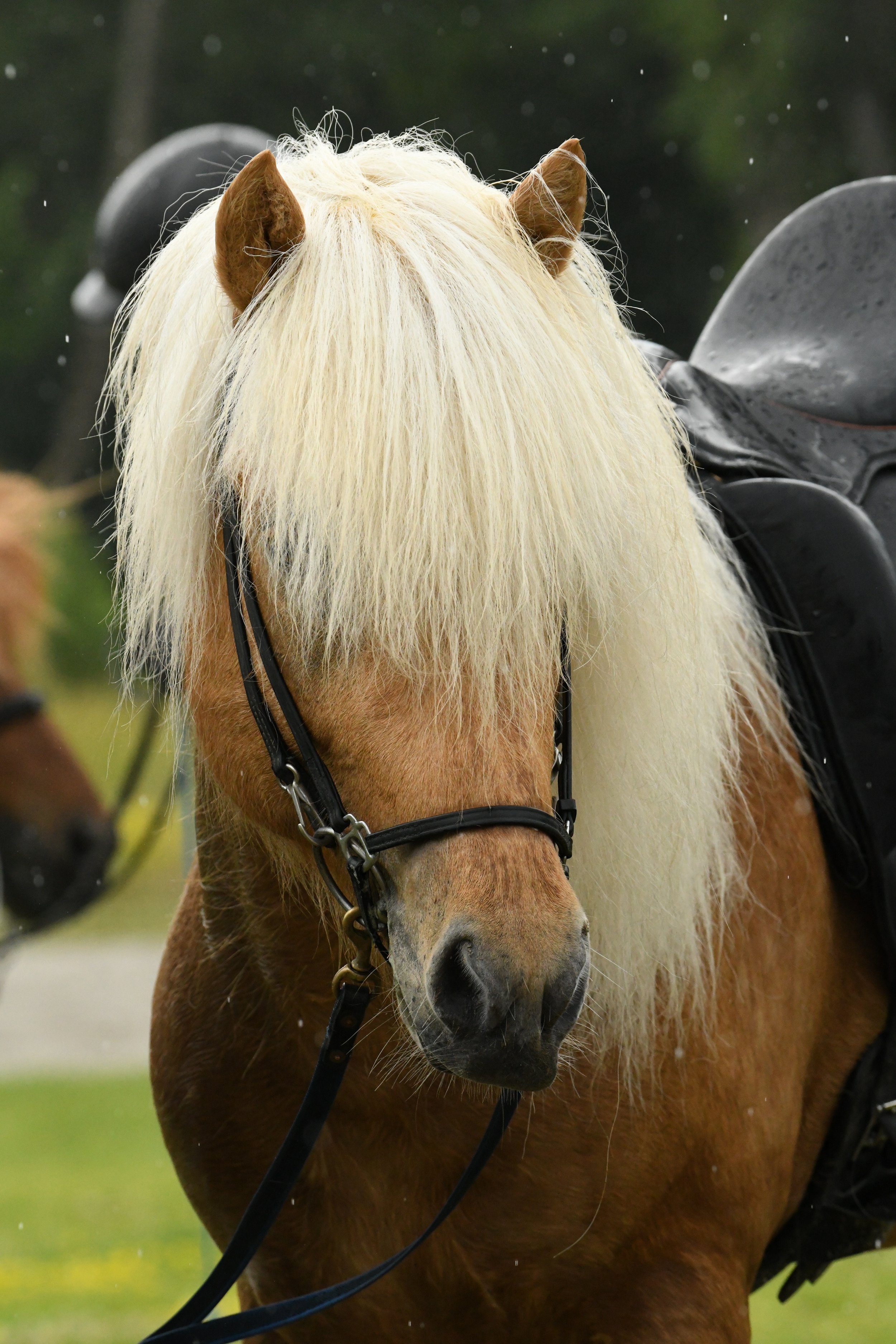 DSC_1153.jpeg