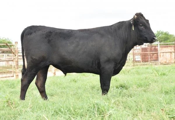Ranger R459H Semen Straws