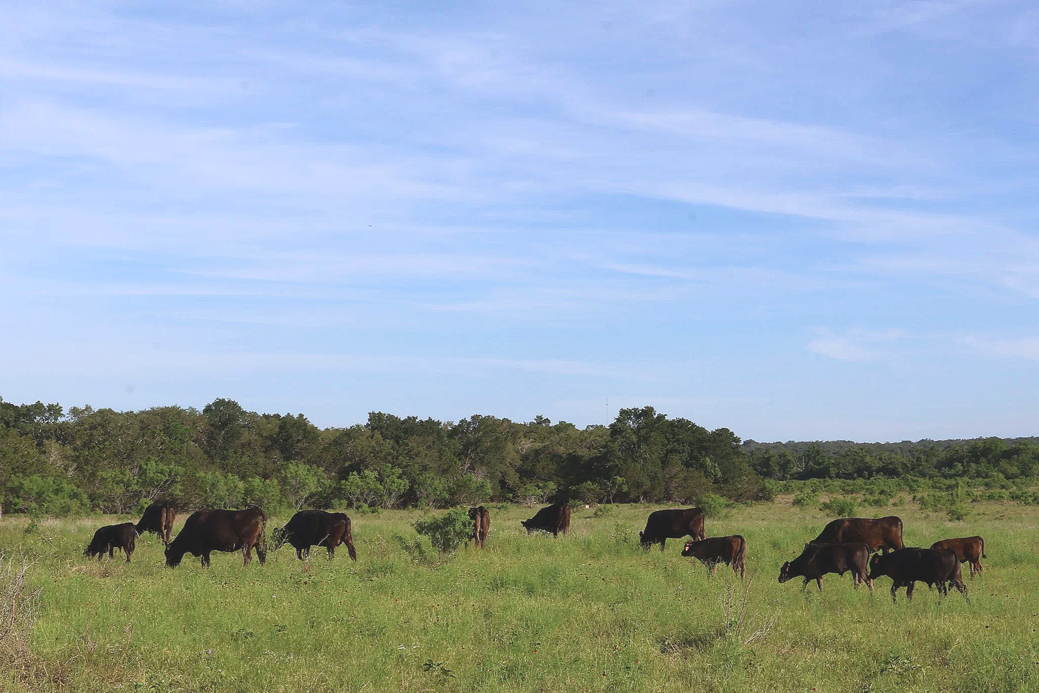 cattle%2Bgrazing%2Bpasture.png