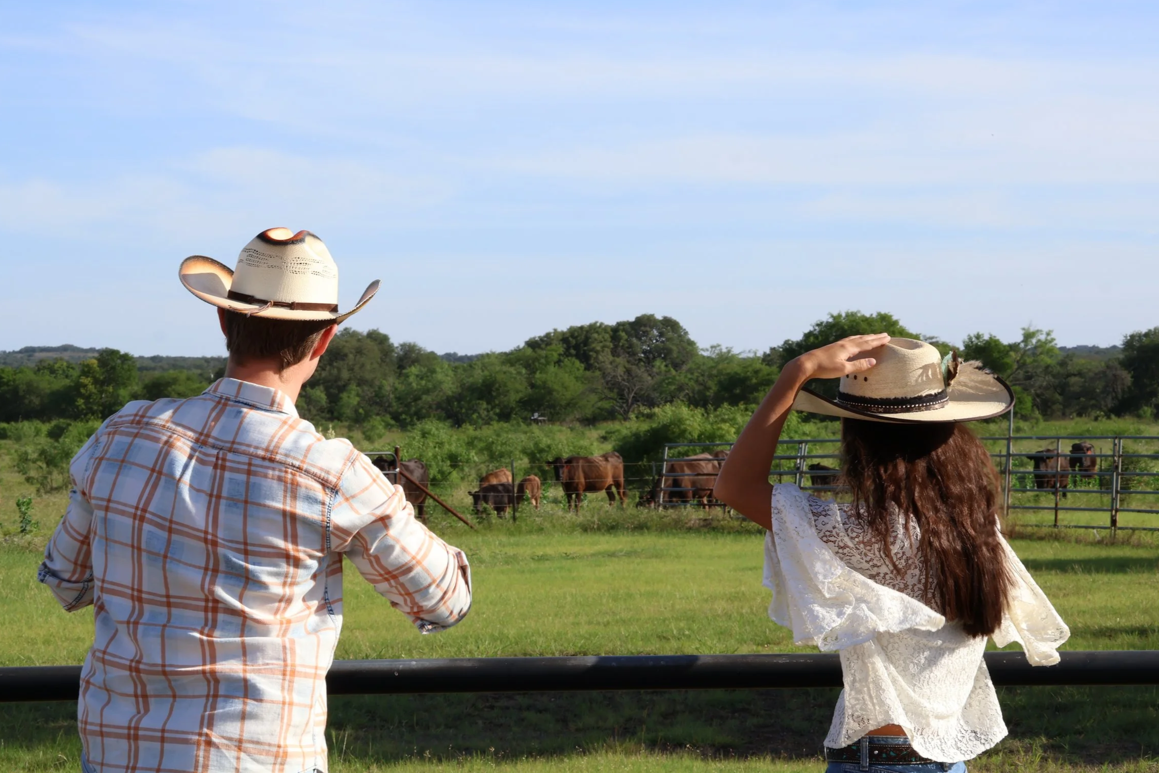 looking+at+cattle+in+pasture.png