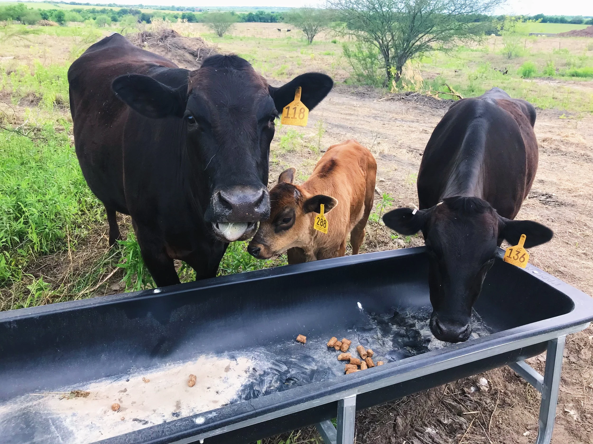 Utilizing Artificial Insemination and Embryo Transfers to Improve Genetic Progress