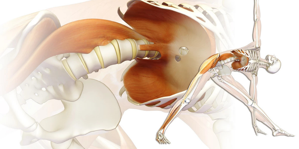 Psoas & Diaphragm: The Deep Front Line of Regulation