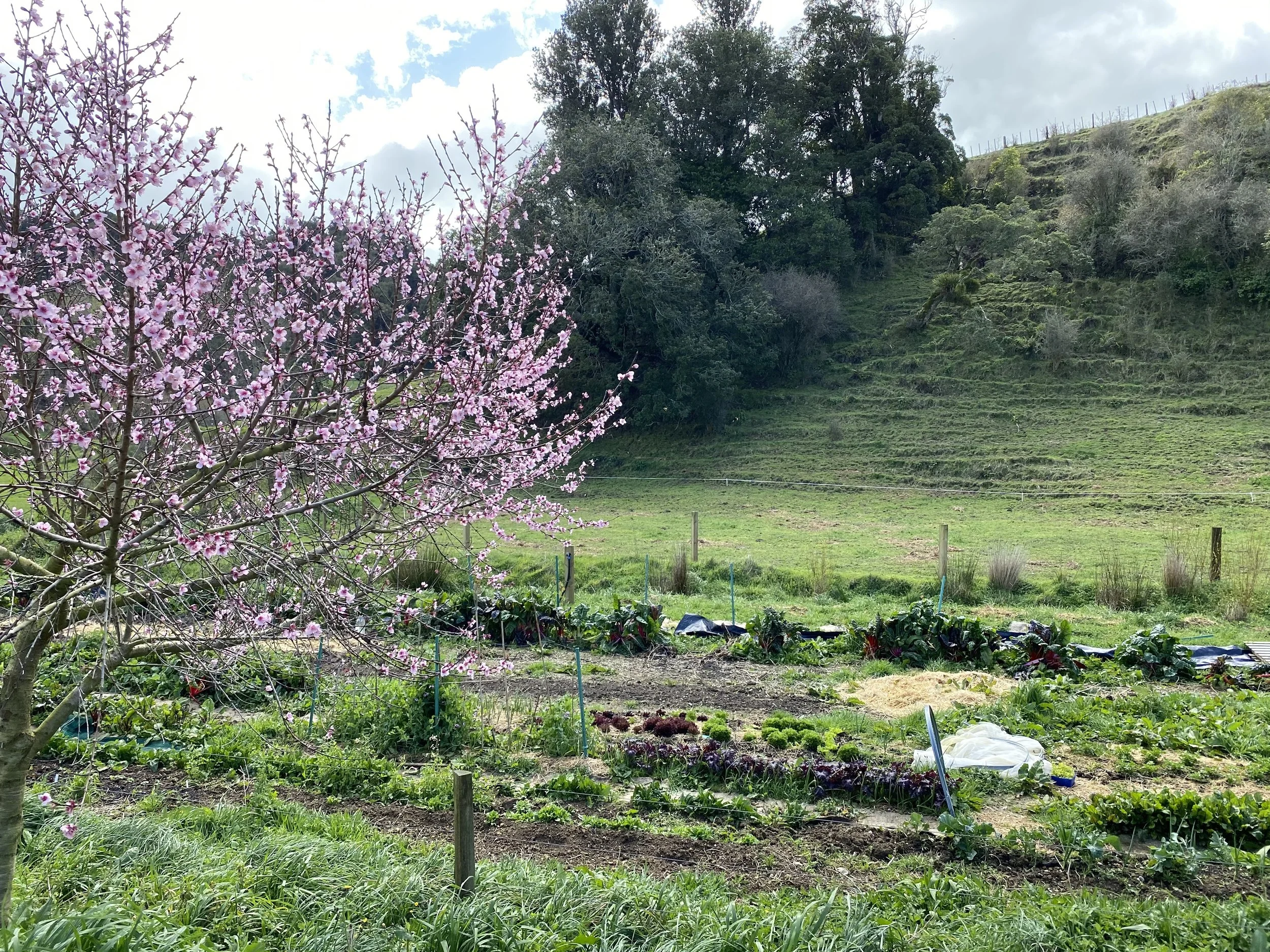 peihana farm.jpg