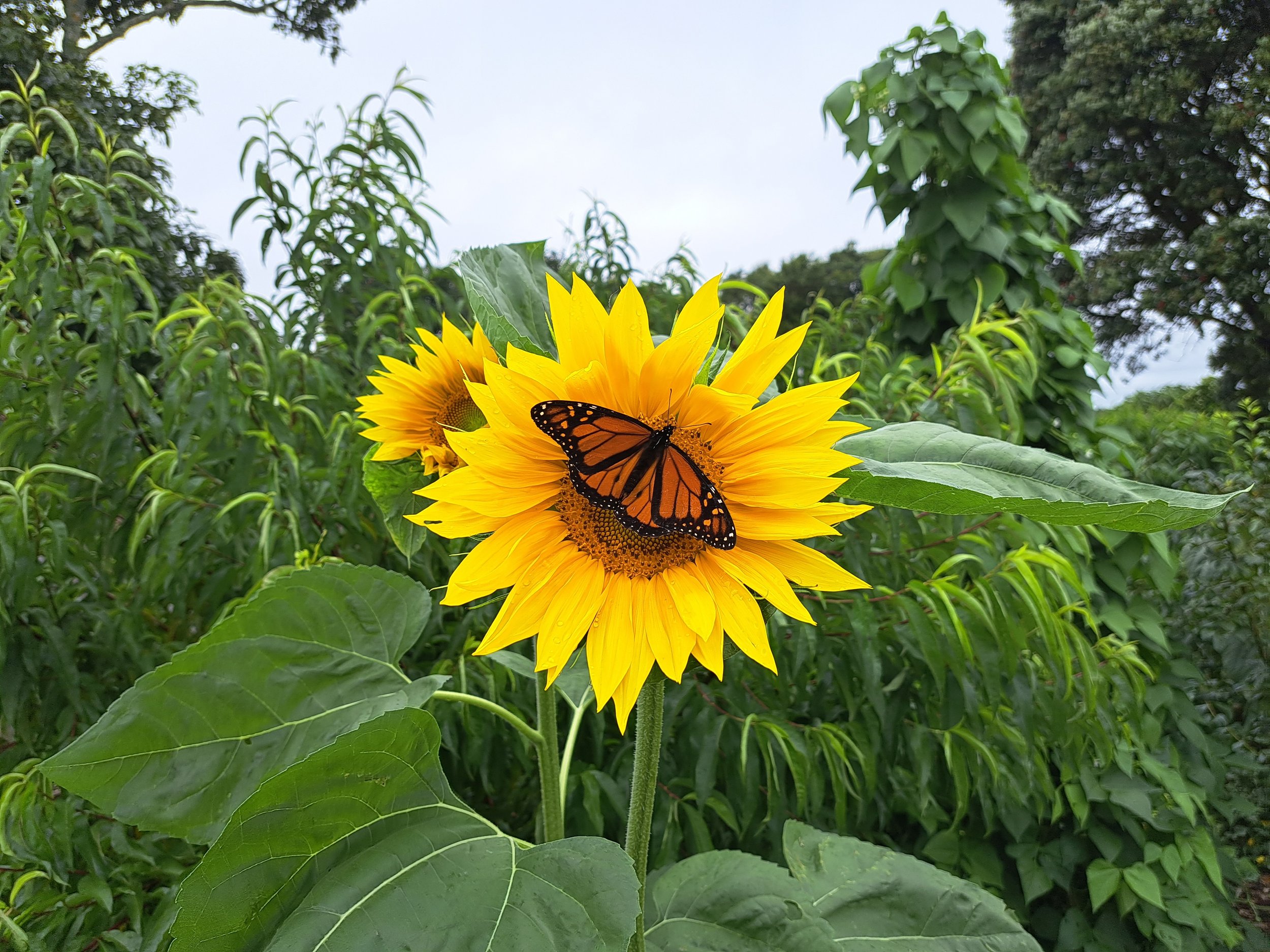 Bumblebee Bakery monarch.jpg