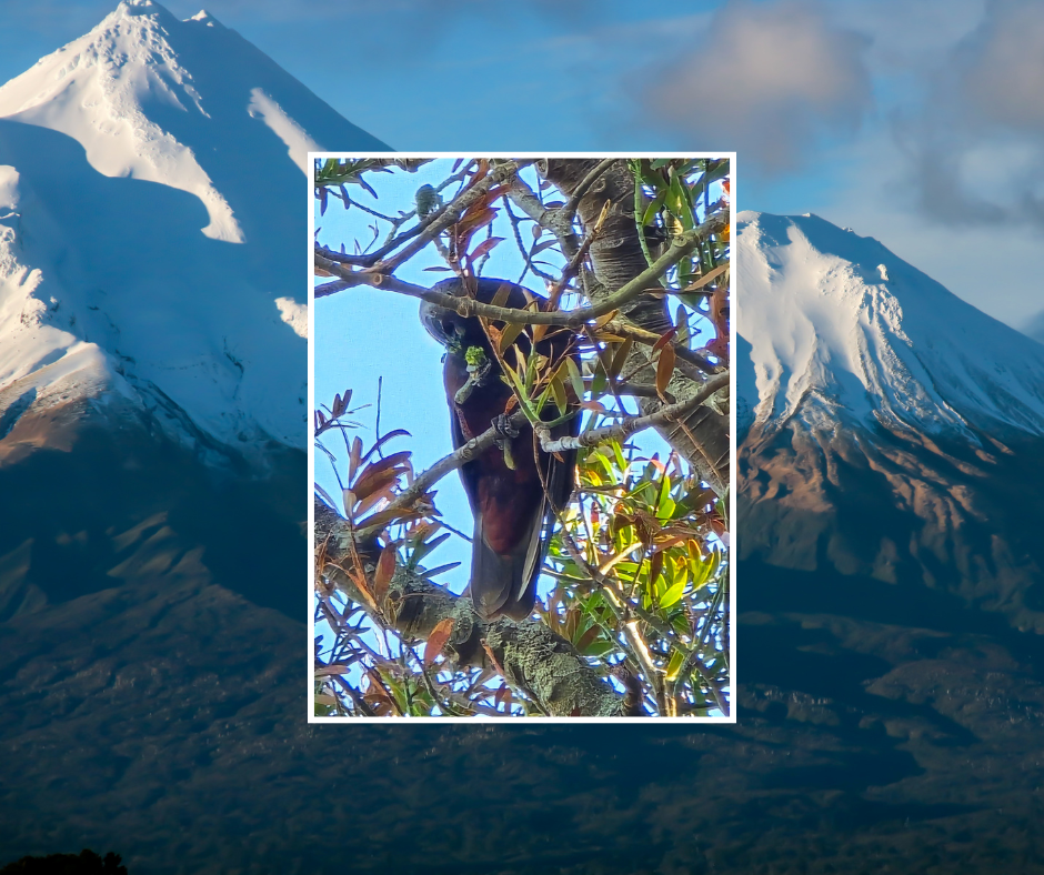 Kei te hoki mai ngā manu a Taranaki - Taranaki's birds are returning...
