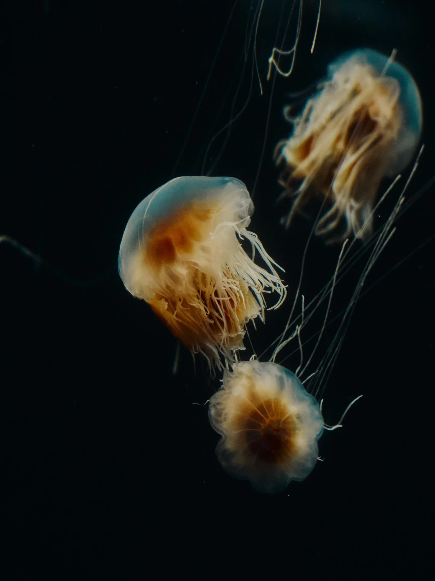jellies🪼📸
swipe to the end to see the digi contact sheet
my favorite exhibit to check out at aquariums
