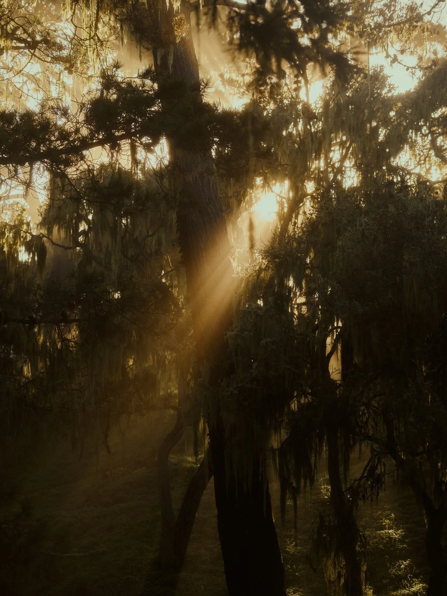 morning haze☀️

the way the sun is beaming through the fog and trees reminds me that art is all around us. grateful to experience these little things