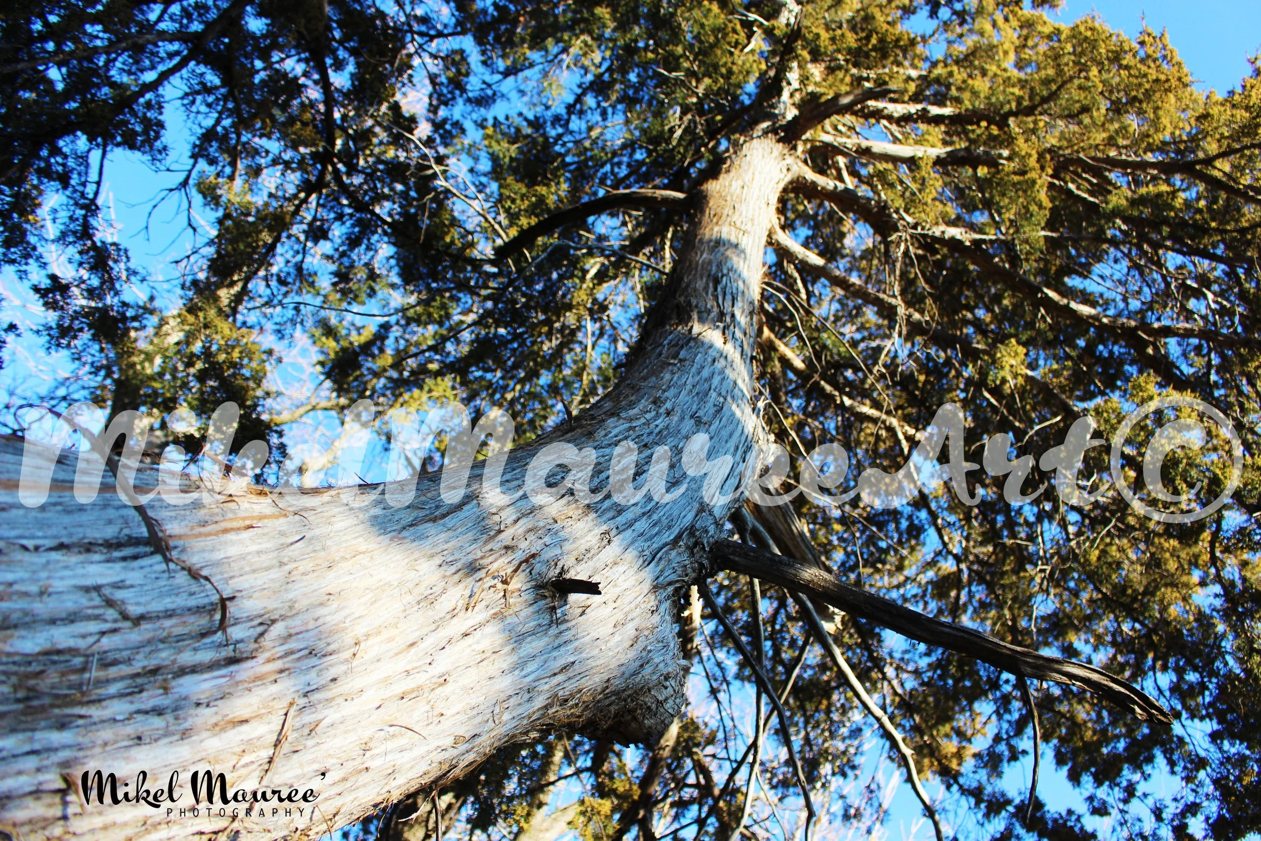 TreeLookUpSocial.jpg