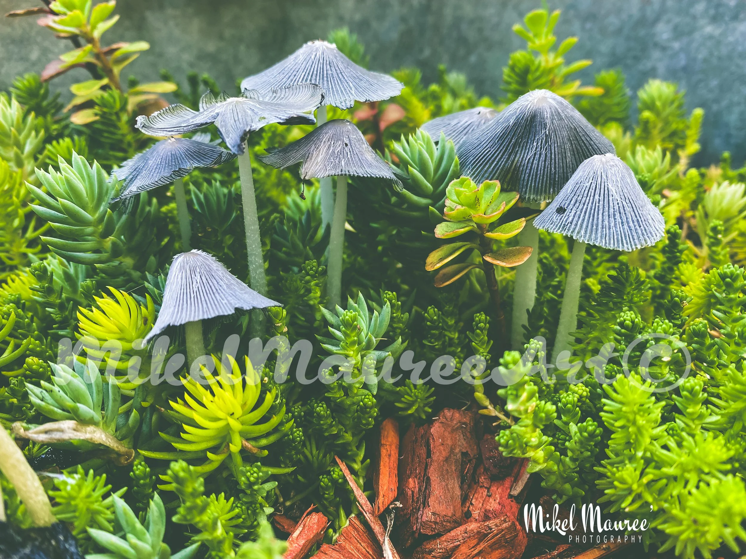 A Mushroom Family