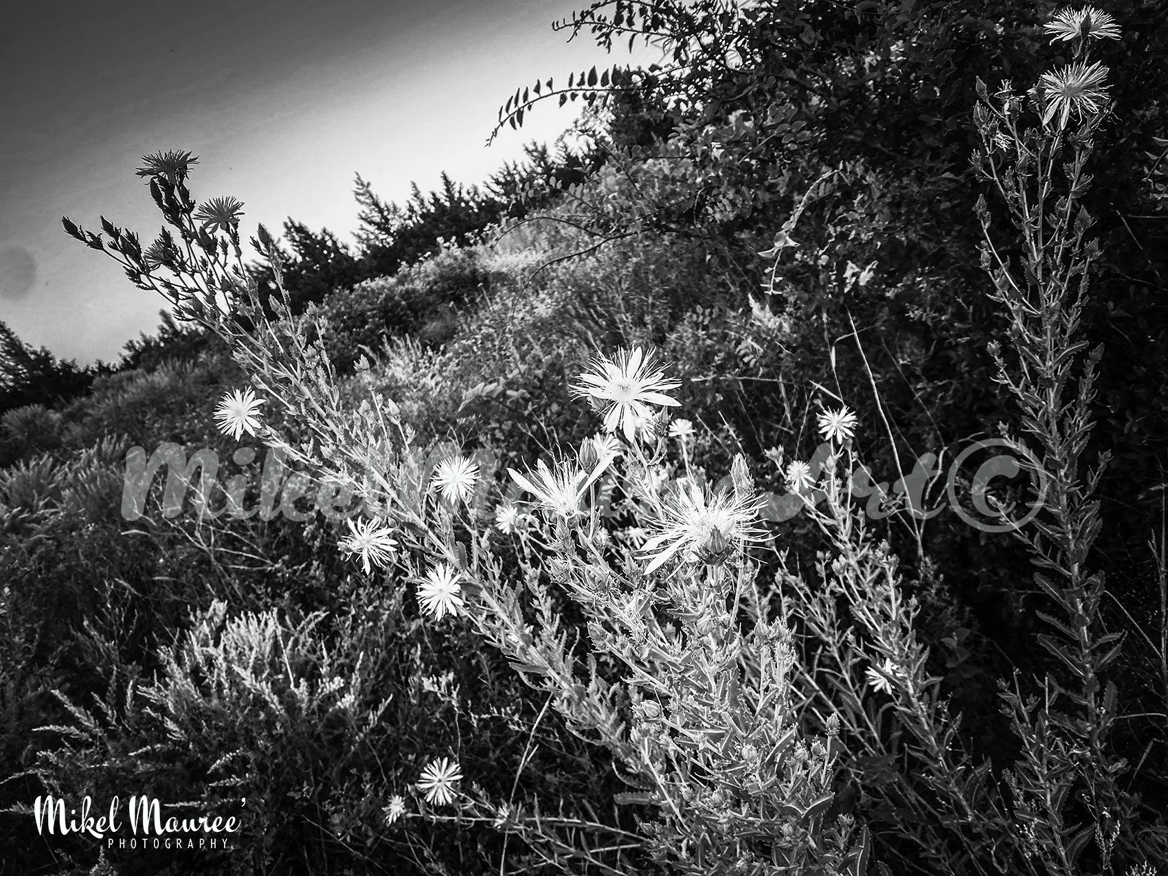 FlowersB&W300WM.jpg