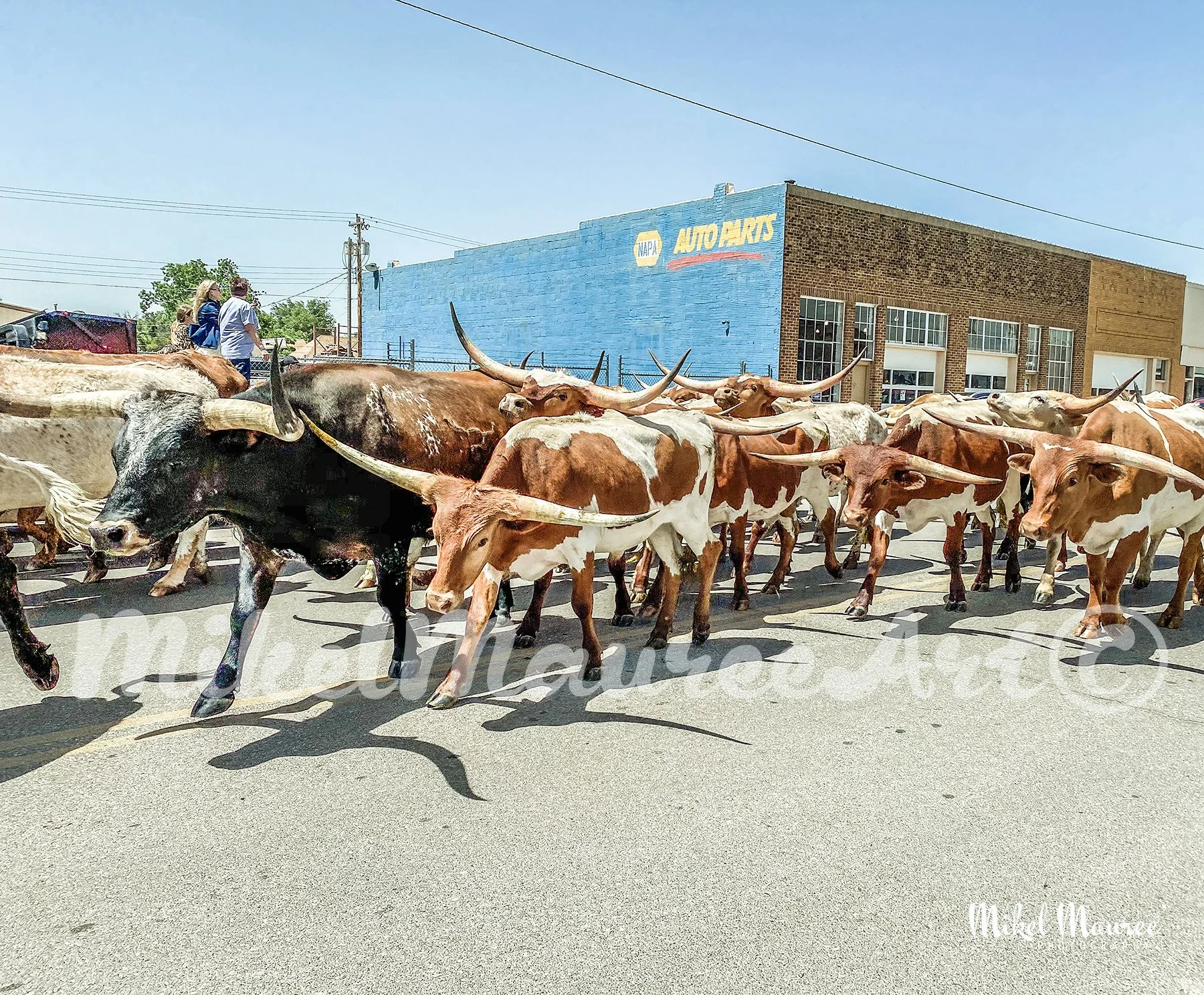 Longhorns300WM.jpg