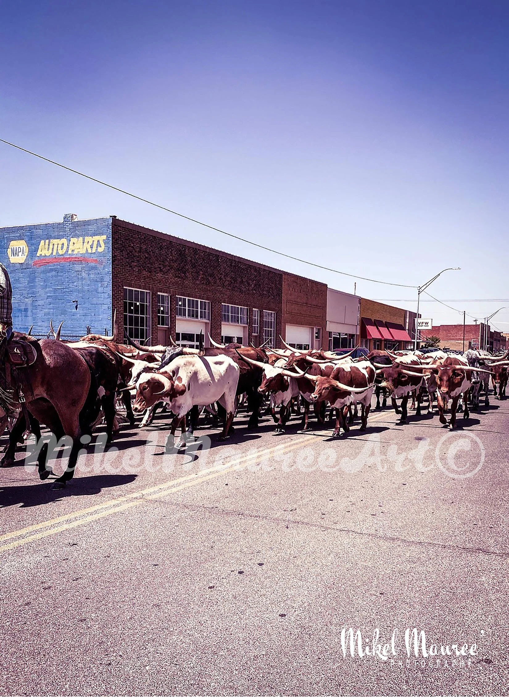 Longhornsdowntown300WM.jpg