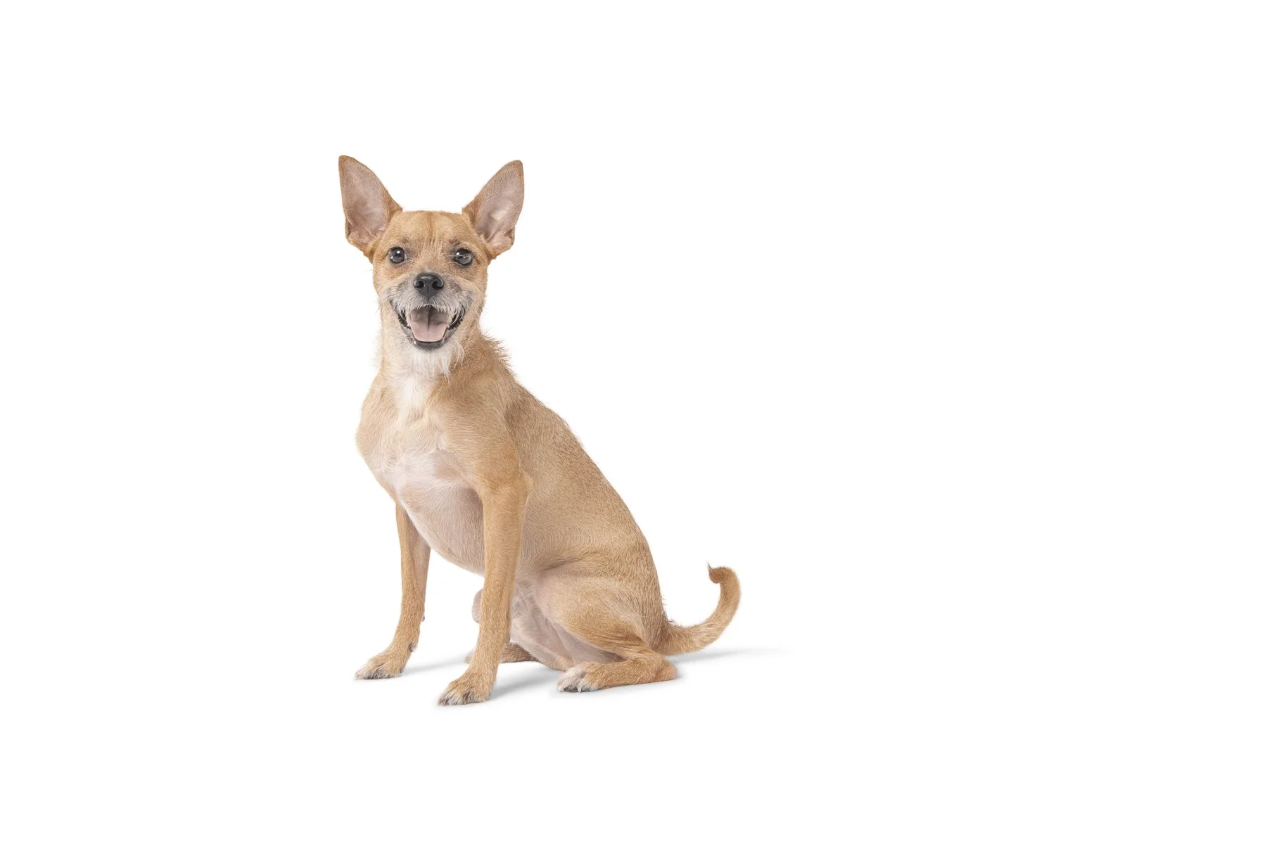 20190914_Rennacker Studio_Pets_0118.jpg
