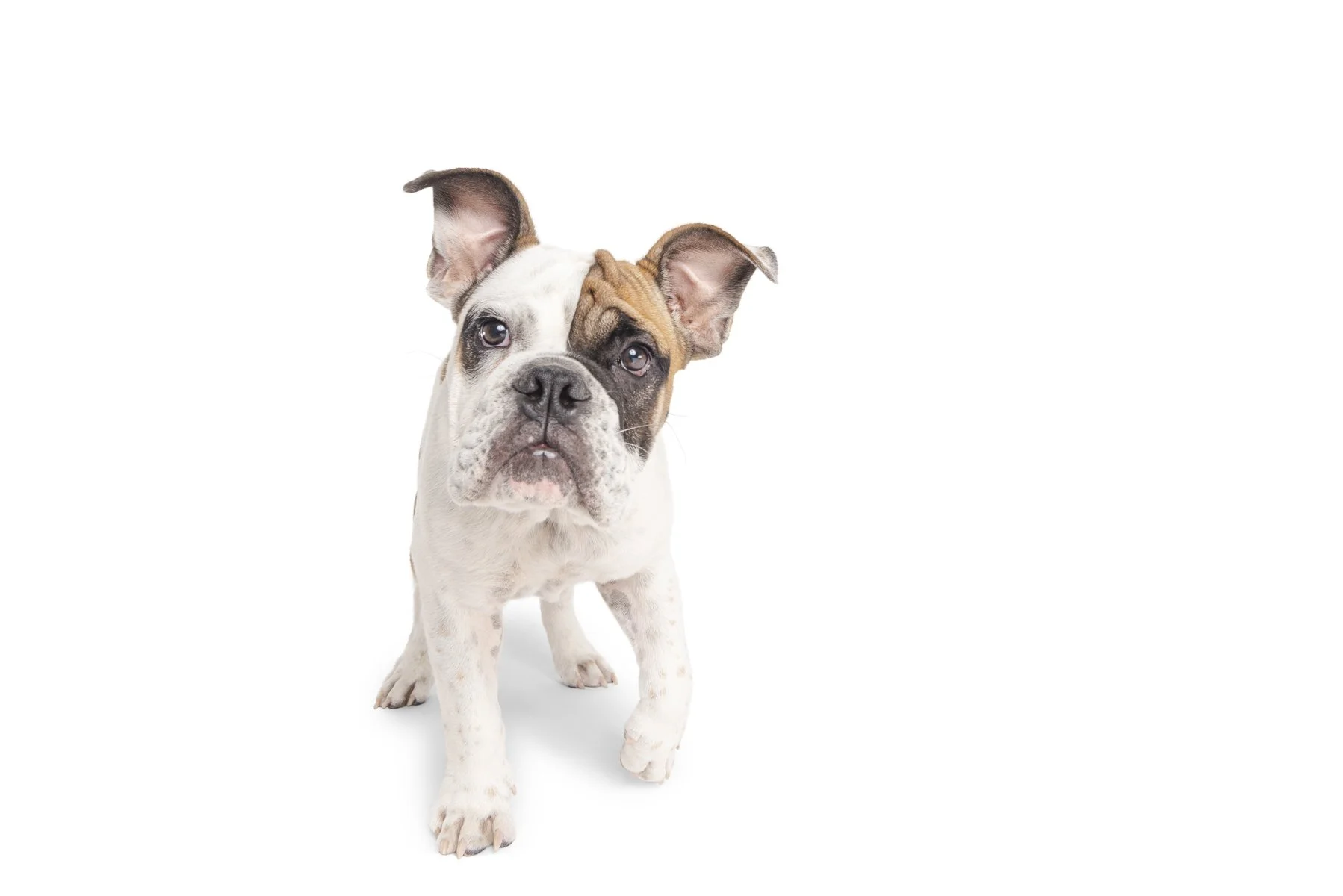 20190914_Rennacker Studio_Pets_0119.jpg