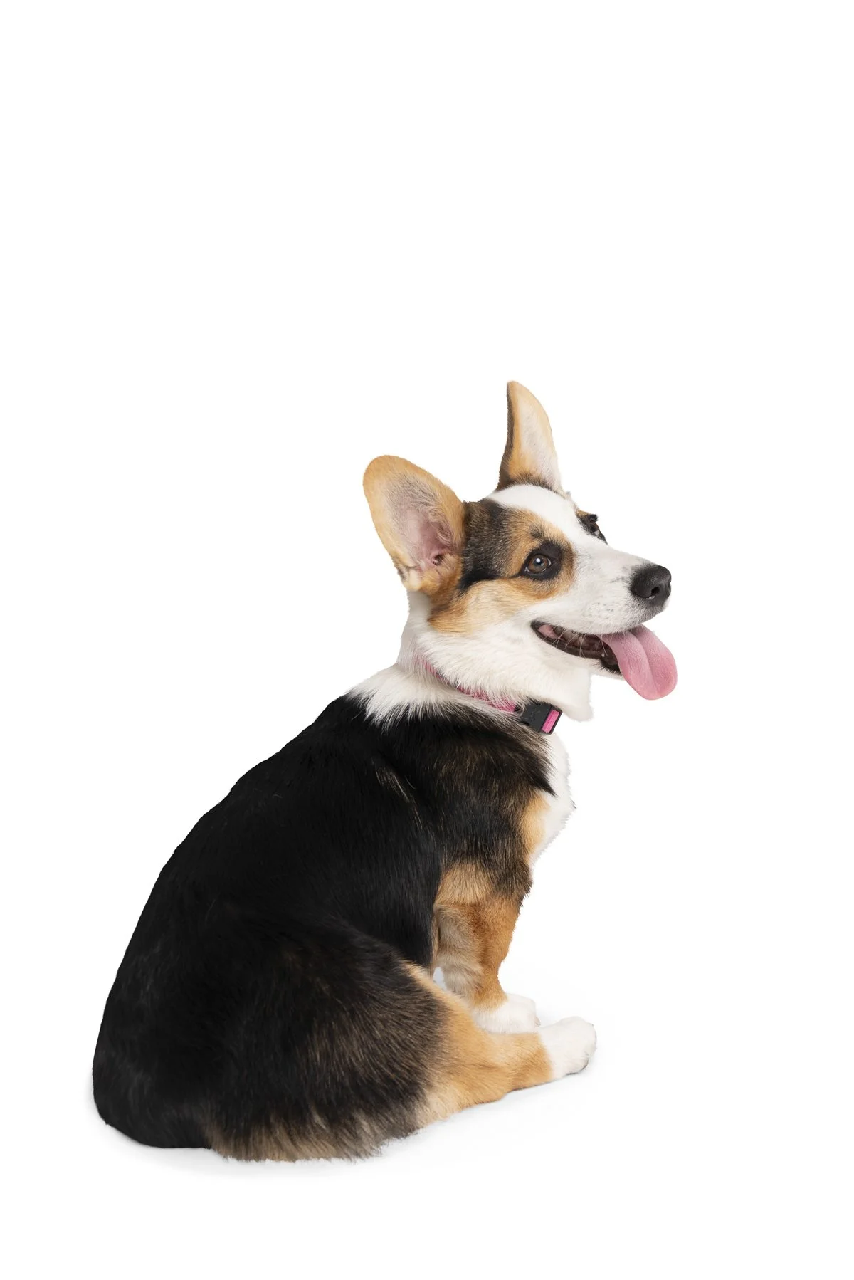 20190914_Rennacker Studio_Pets_0120.jpg