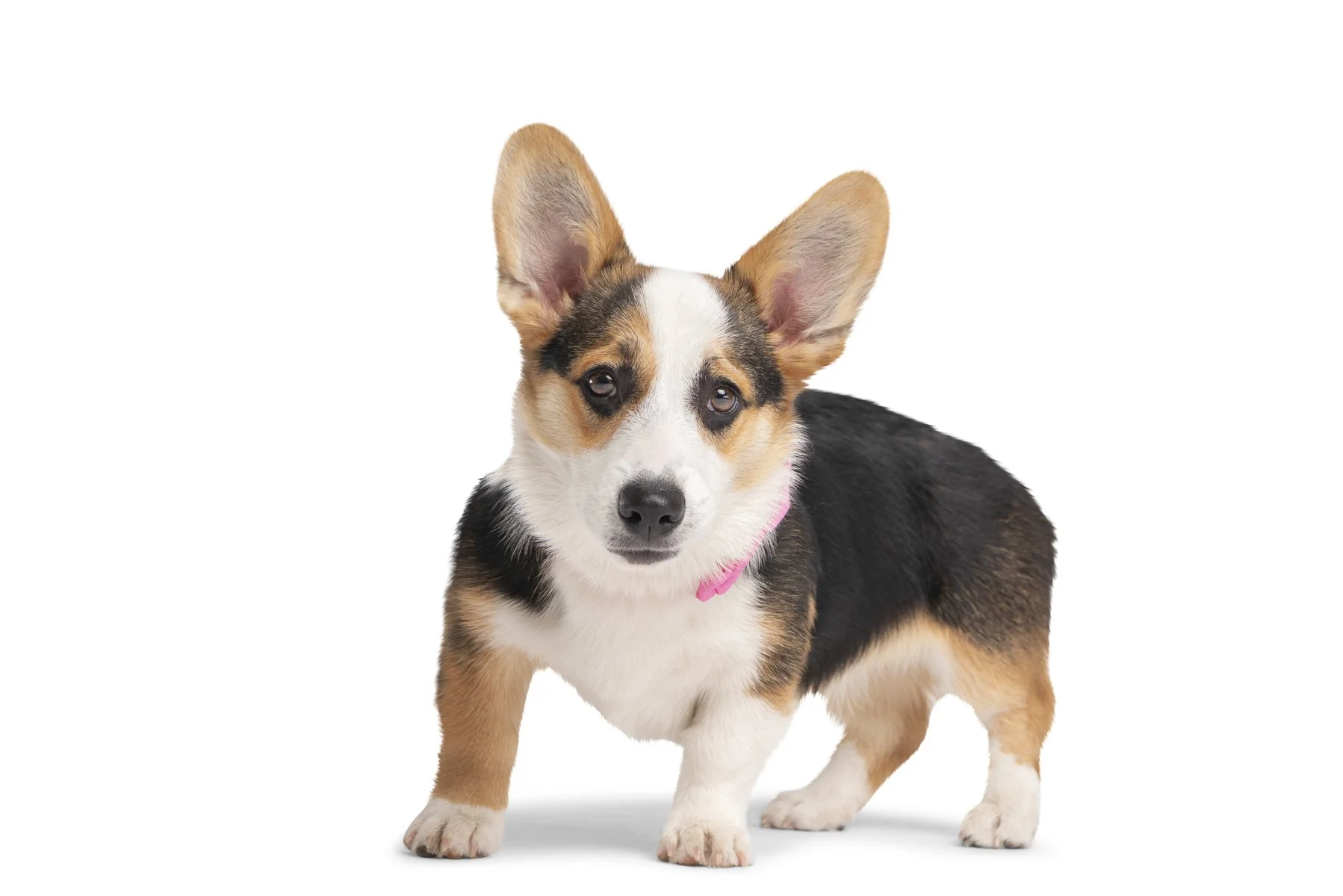 20190914_Rennacker Studio_Pets_0122.jpg