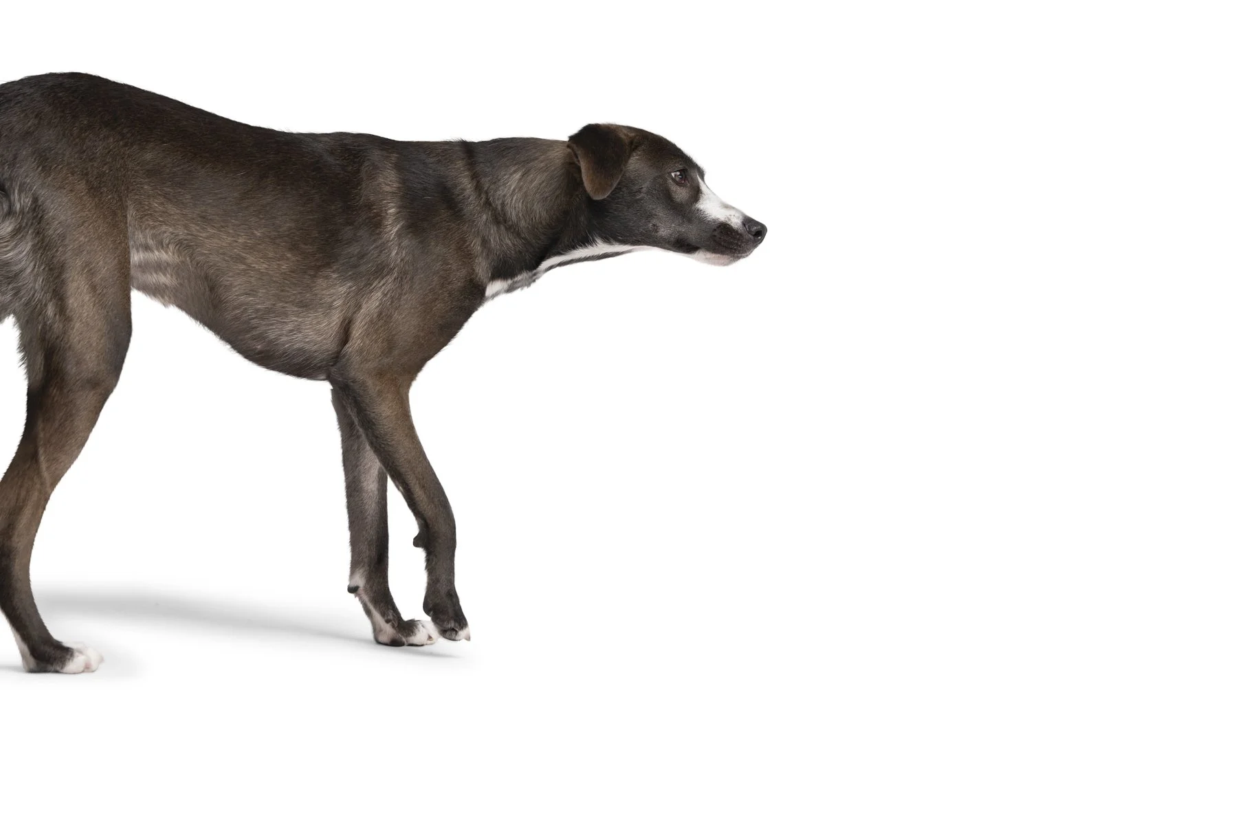 20190914_Rennacker Studio_Pets_0123.jpg
