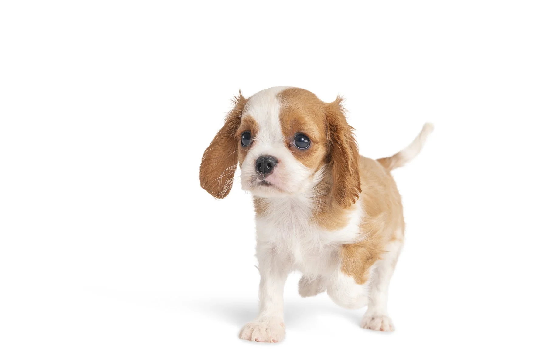 20190914_Rennacker Studio_Pets_0125.jpg