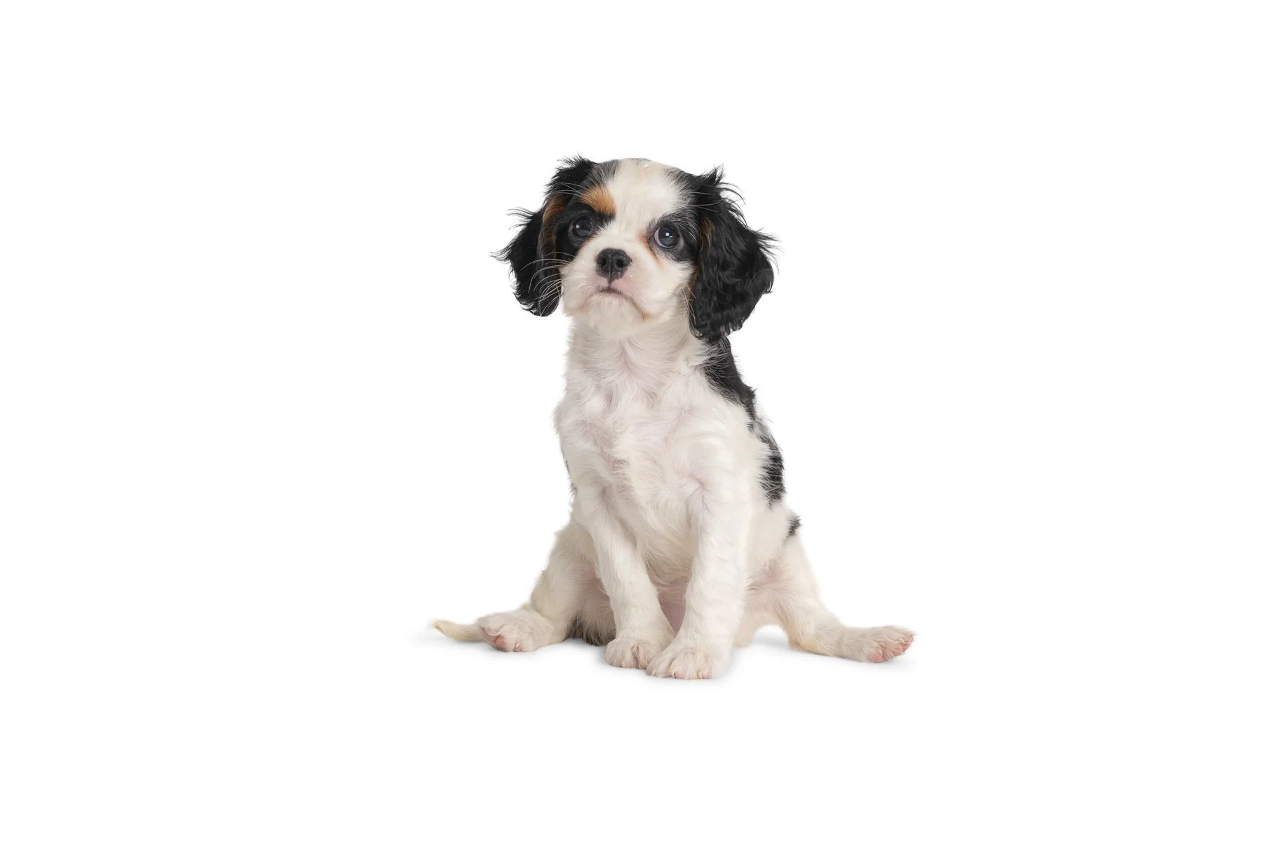 20190914_Rennacker Studio_Pets_0127.jpg