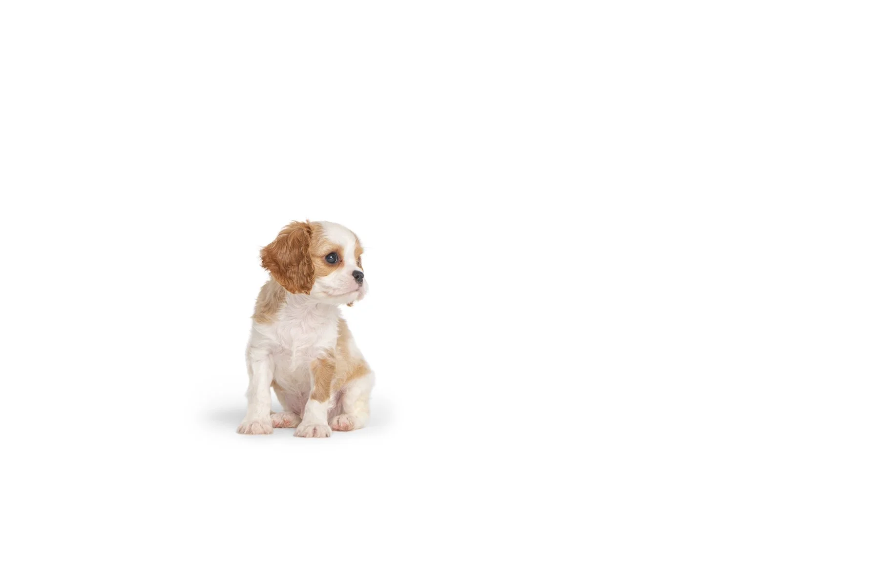 20190914_Rennacker Studio_Pets_0129.jpg