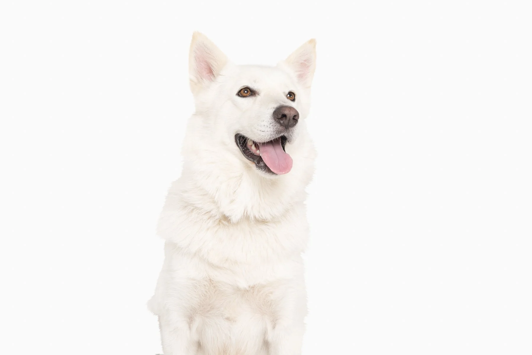 20190914_Rennacker Studio_Pets_0130.jpg