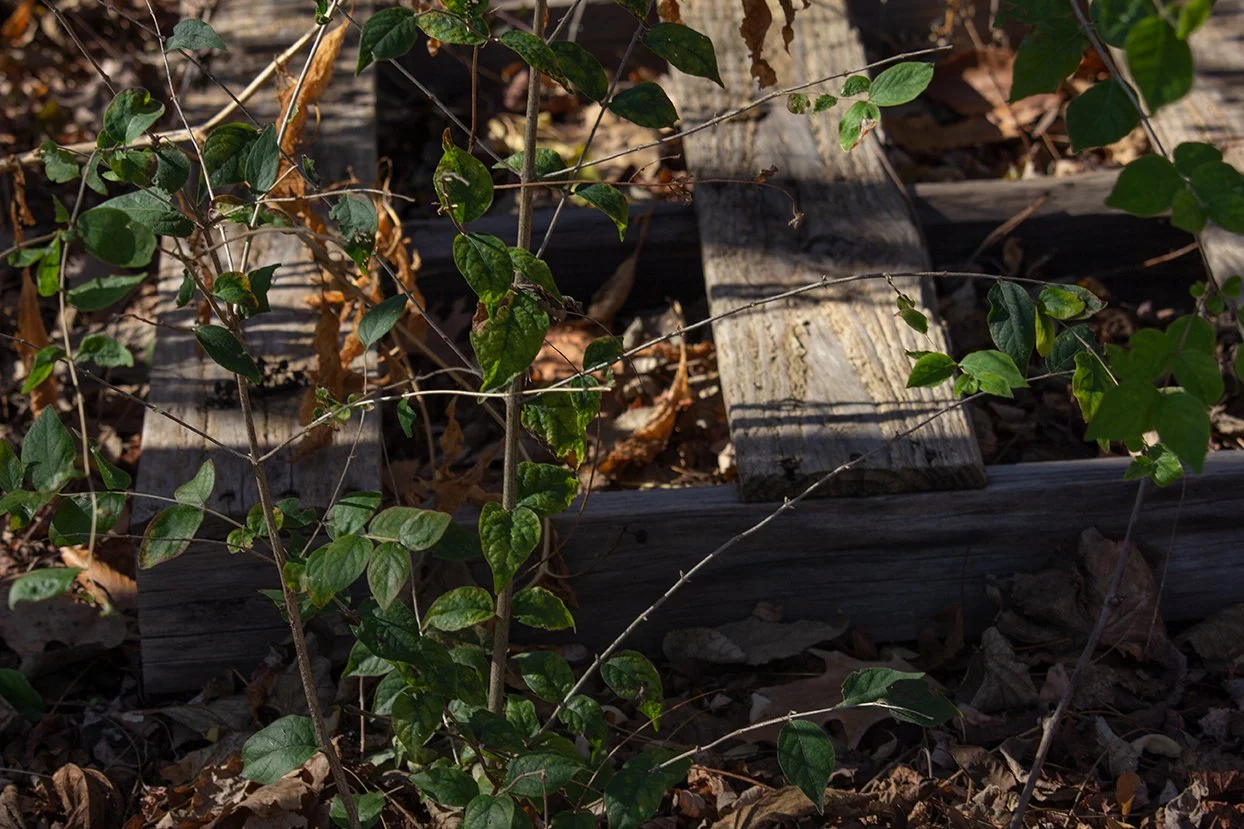 Discarded Pallet_Web.jpg