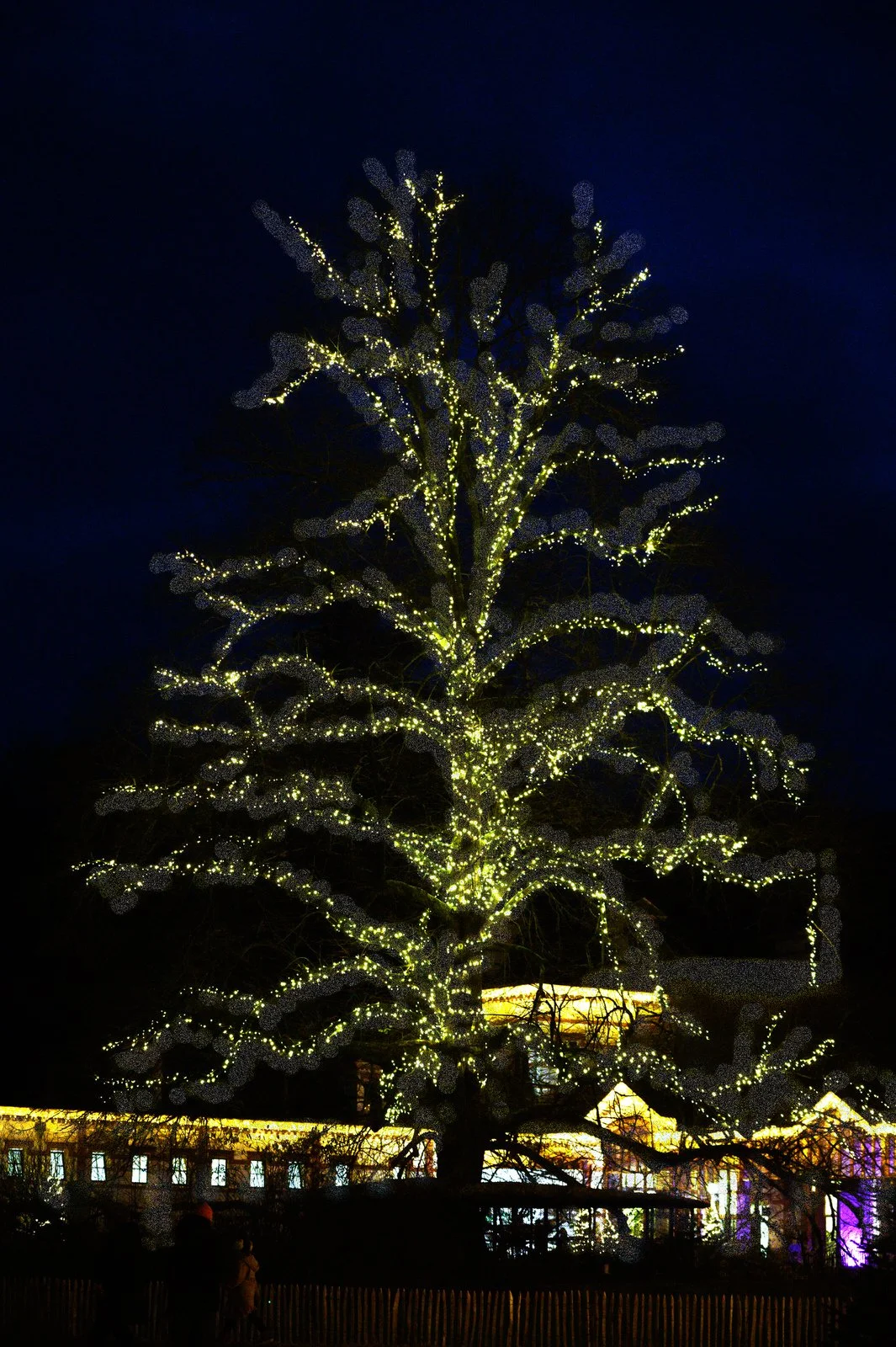 Grote boom versierd met vele gele kerstverlichting bij nacht, met gebouwen op de achtergrond.