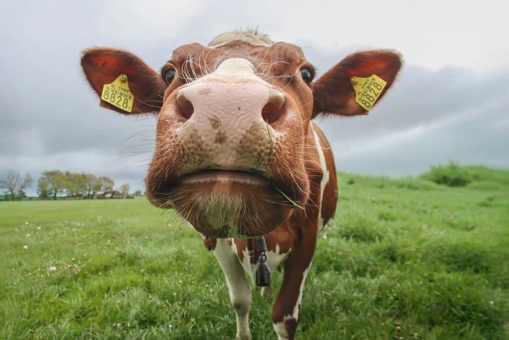 Foto Marja klein.jpg