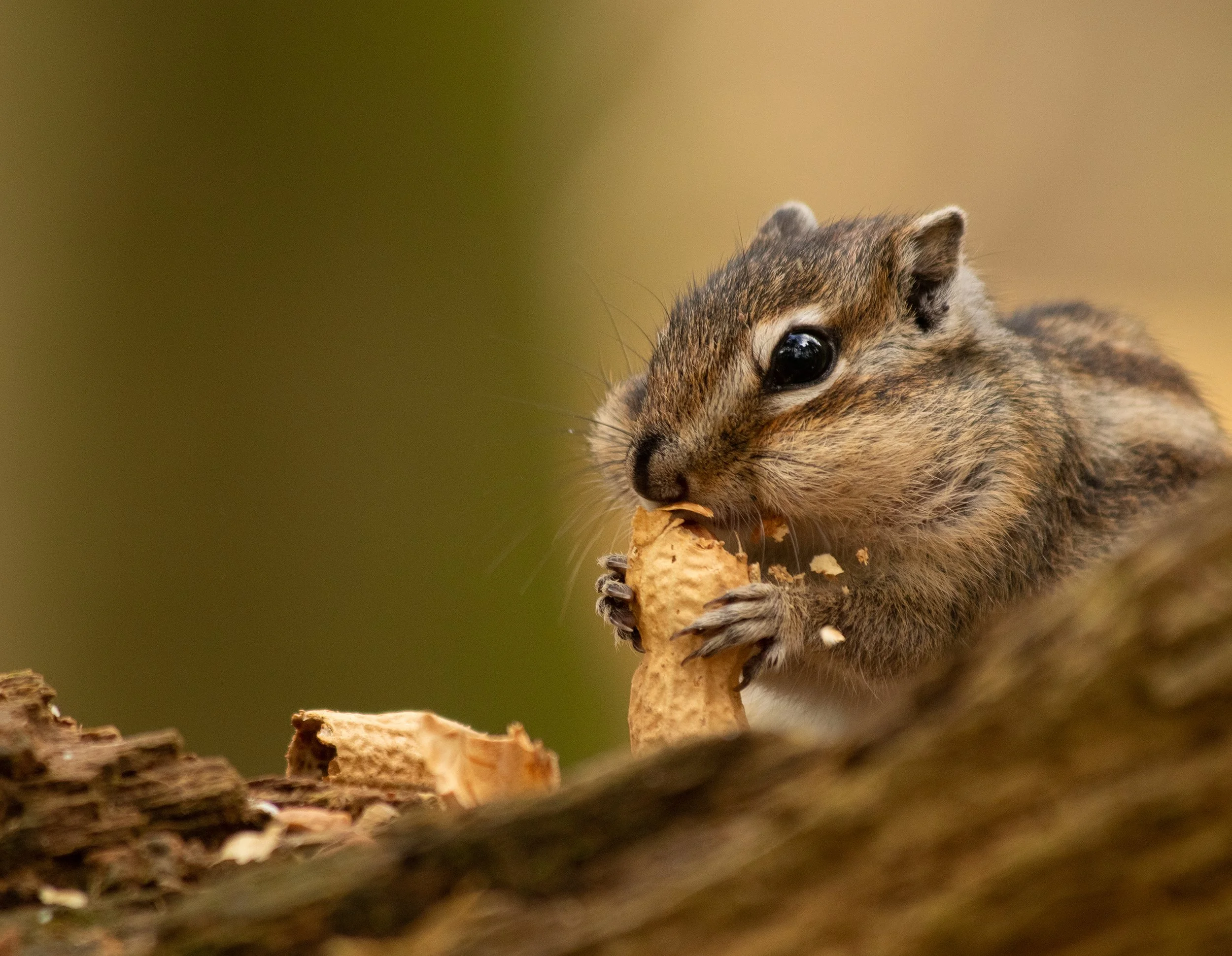Eekhoorn 2 Pascale Driessen.jpg