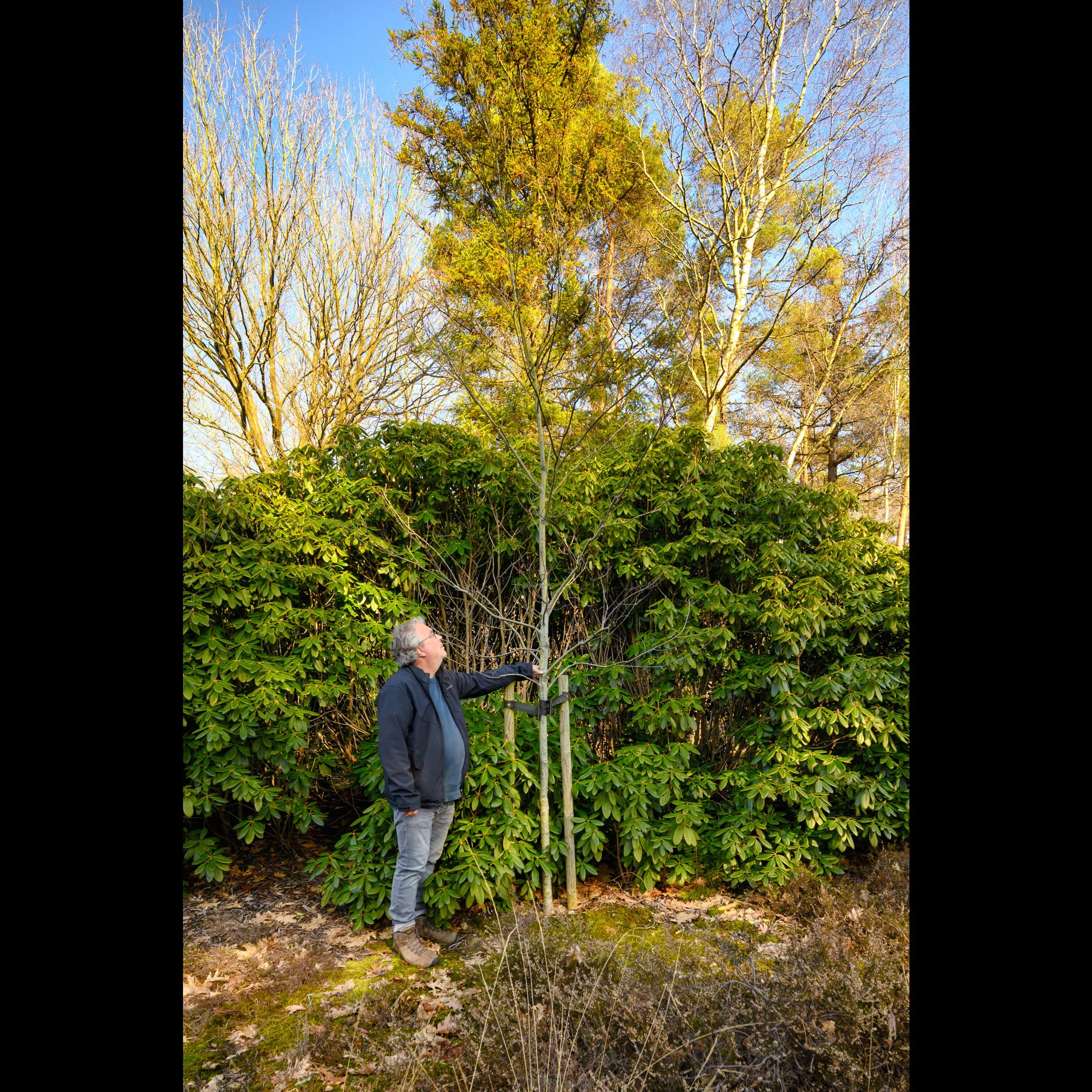 Fotograaf : Paul Albers. Laatste rustplaats van mijn ouders op de Sallandse Heuvelrug 