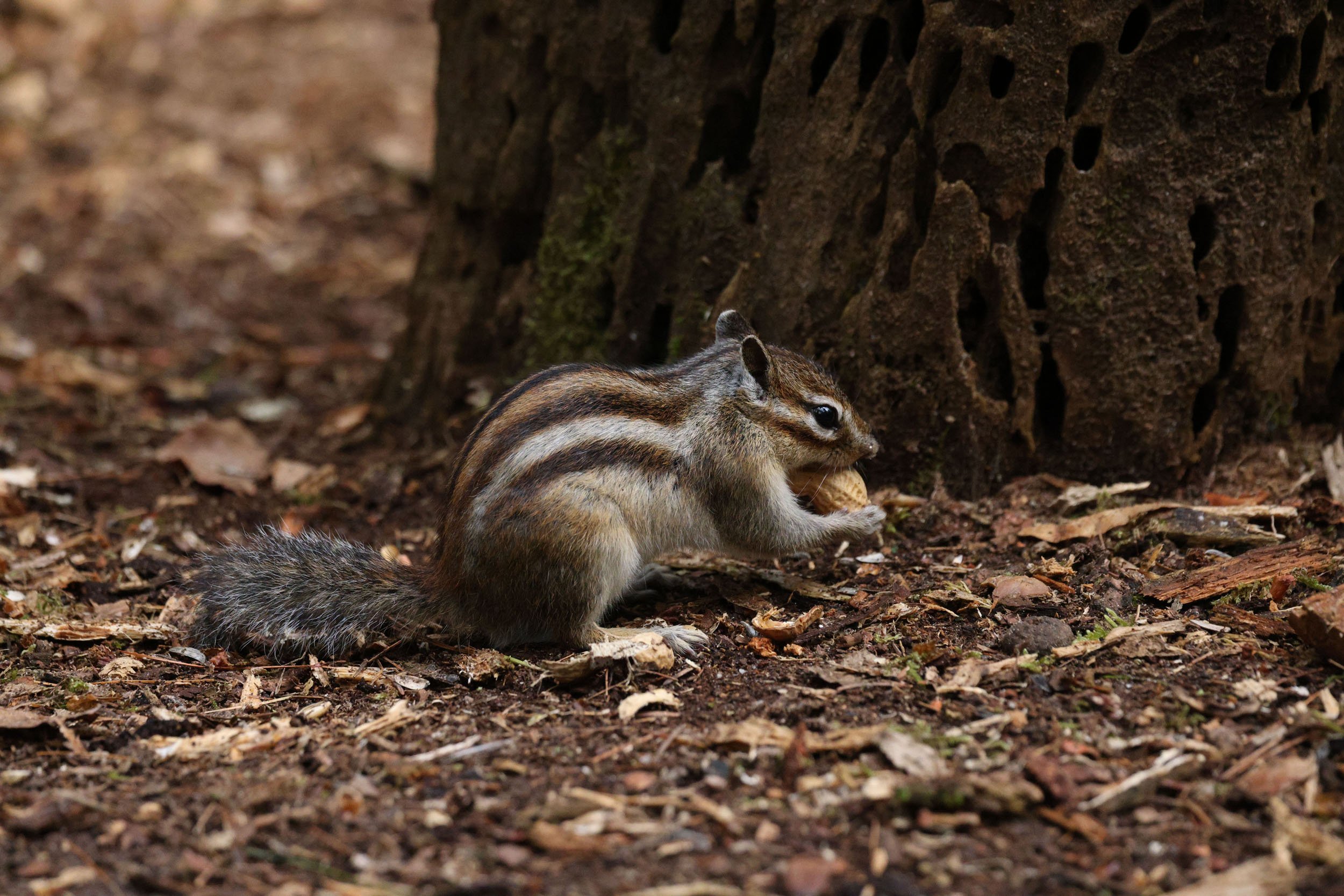 Hennie Kleinkoerkamp 2 ..jpg