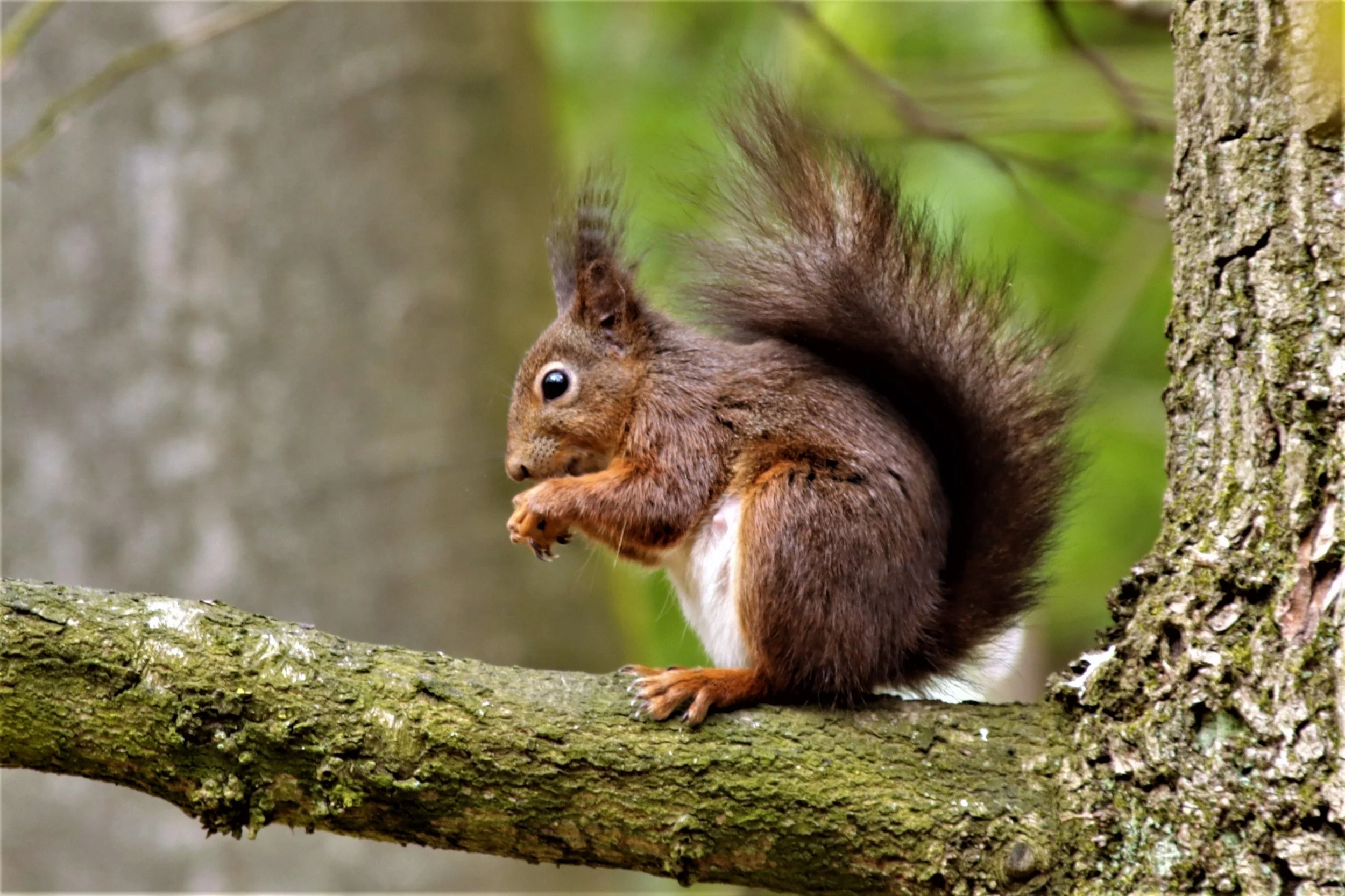 seberische grondeekhoorn 2.M.O.JPG