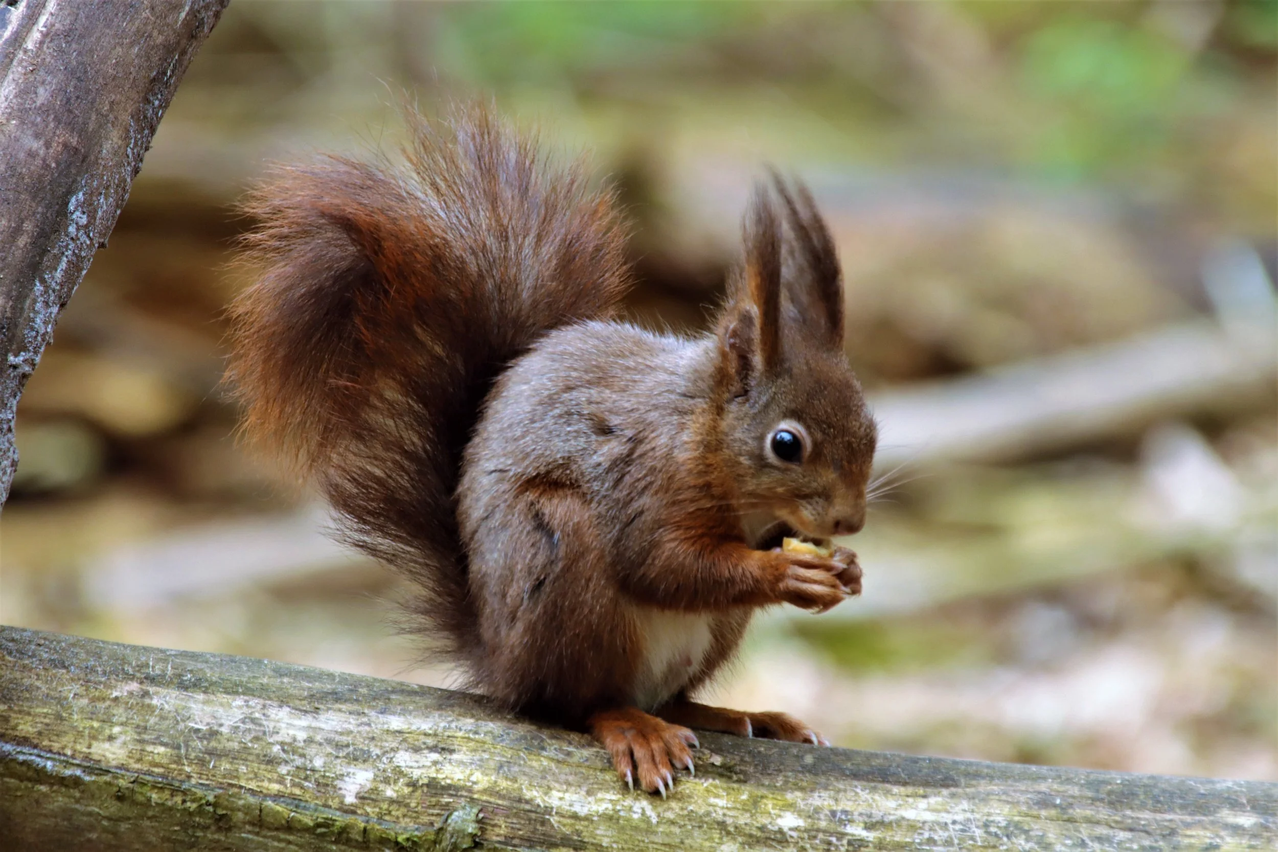 seberische grondeekhoorn 3. M.O.JPG