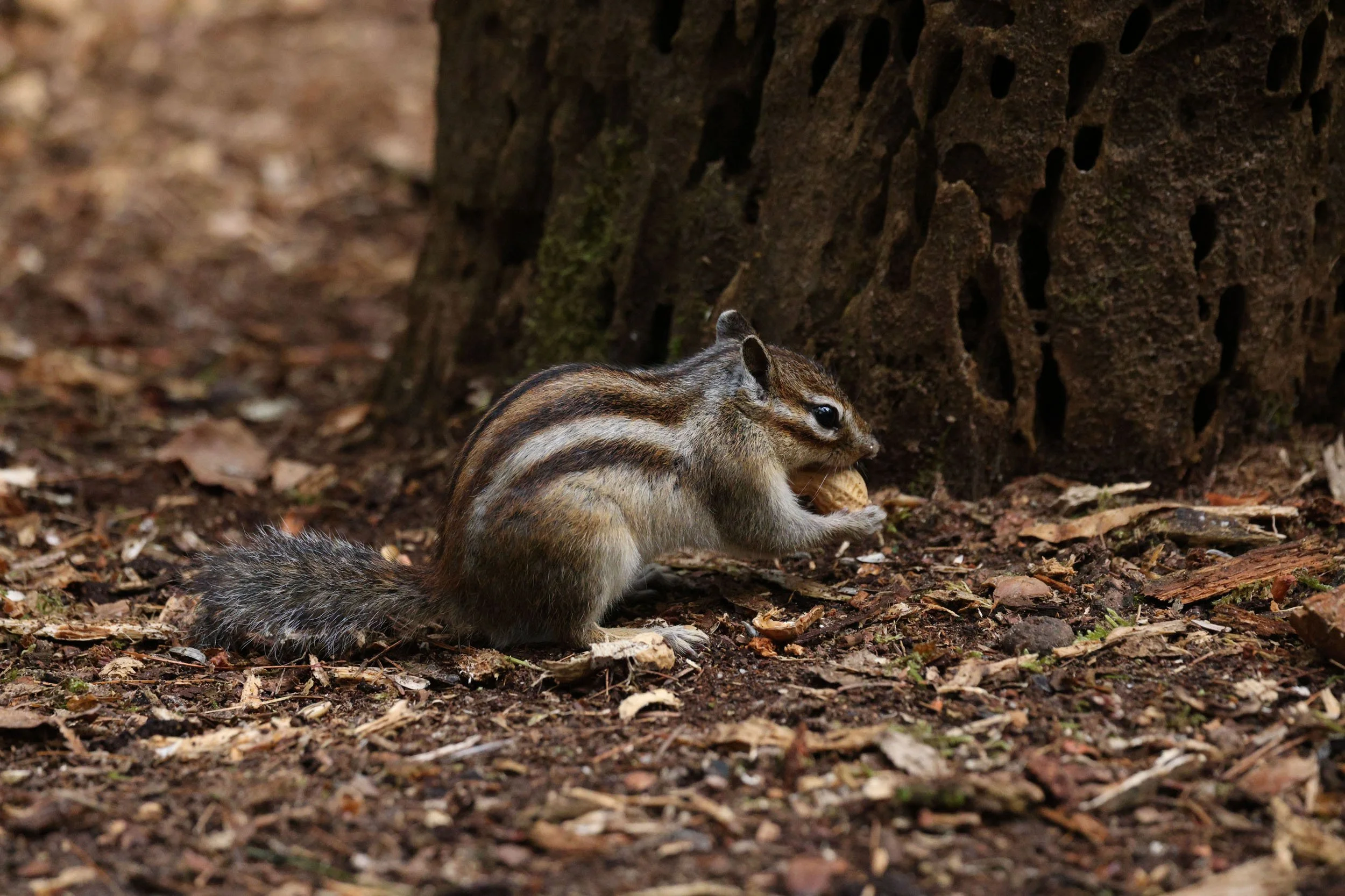 Hennie Kleinkoerkamp 2 ..jpg