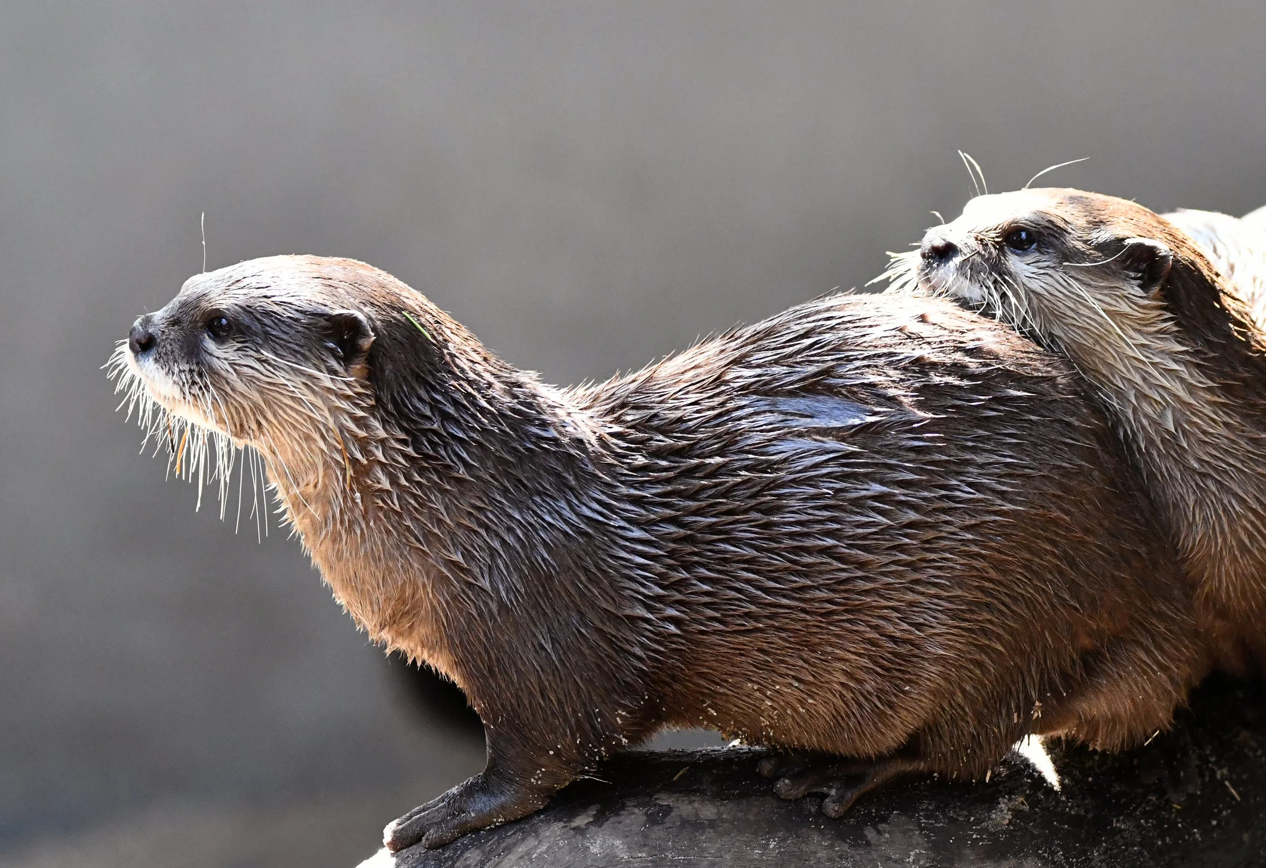 Renkema Taman Indonesia Aziatische kleinklauwotter.JPG