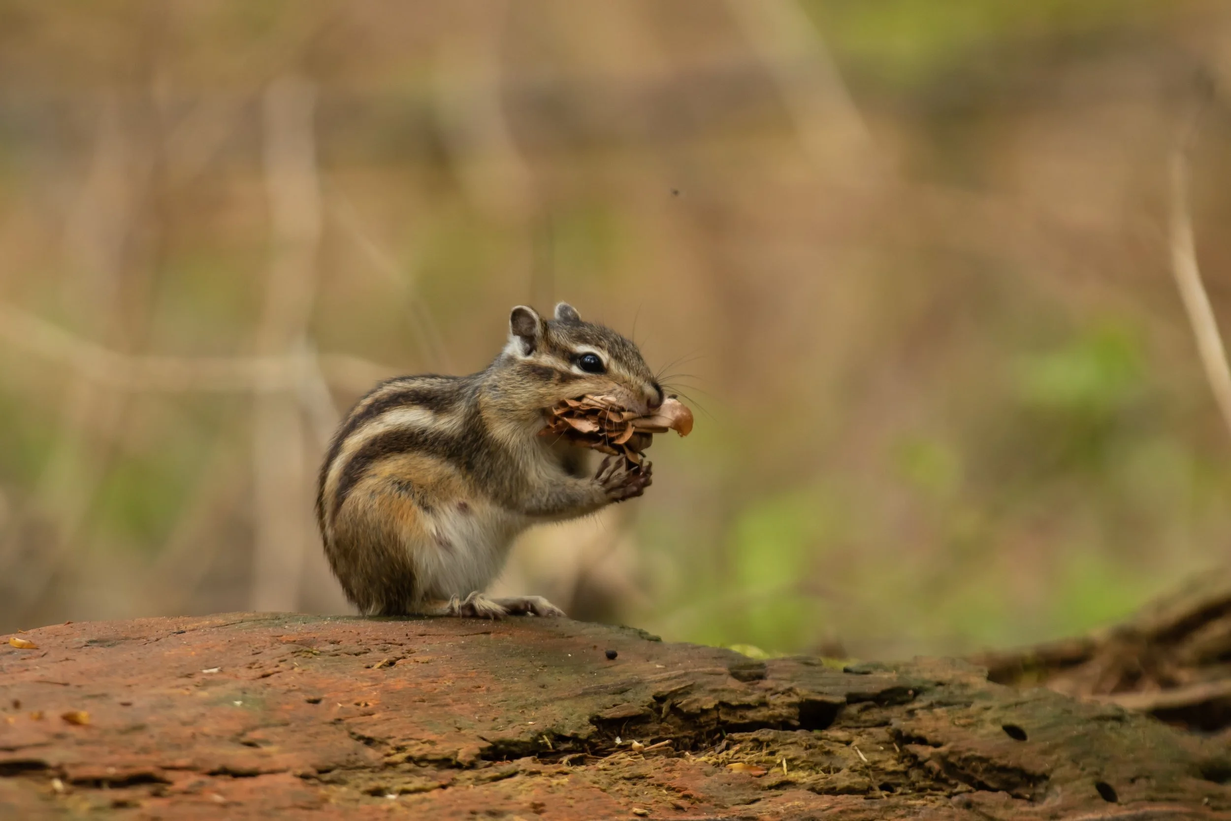 D. Heidenrijk-4219.jpg
