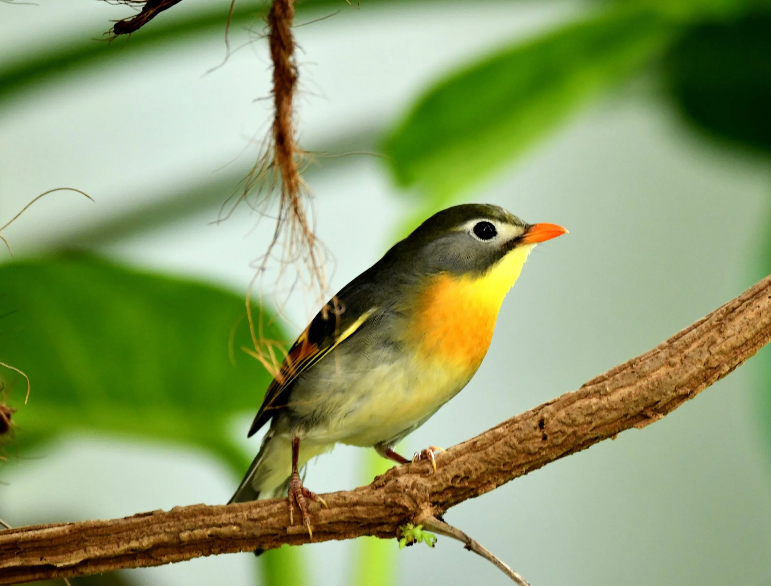 Renkema Taman Indonesia Japanse Nachtegaal.JPG